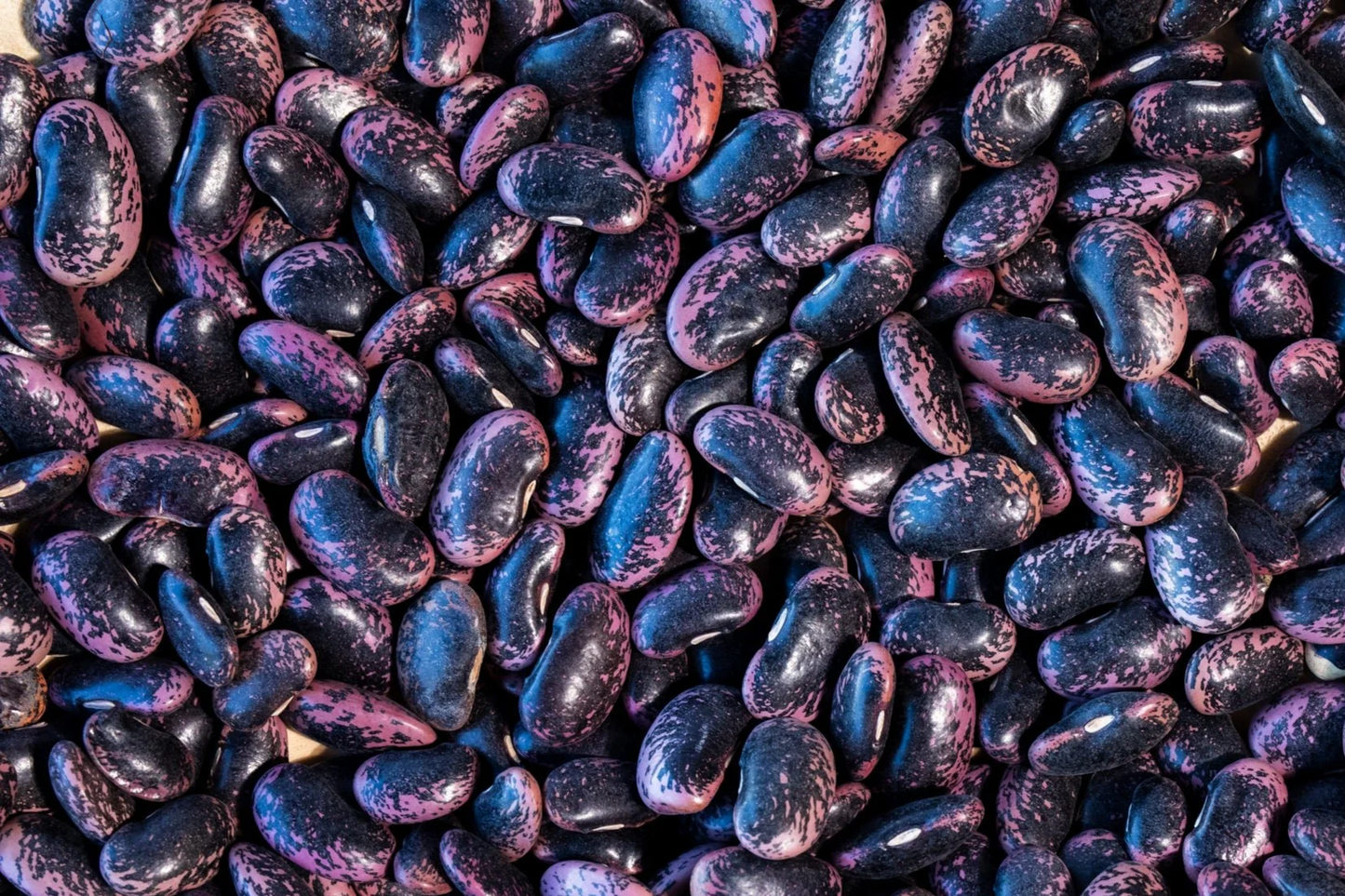 Runner Bean Seeds | Scarlet Runner Flat Bean | Phaseolus coccineus