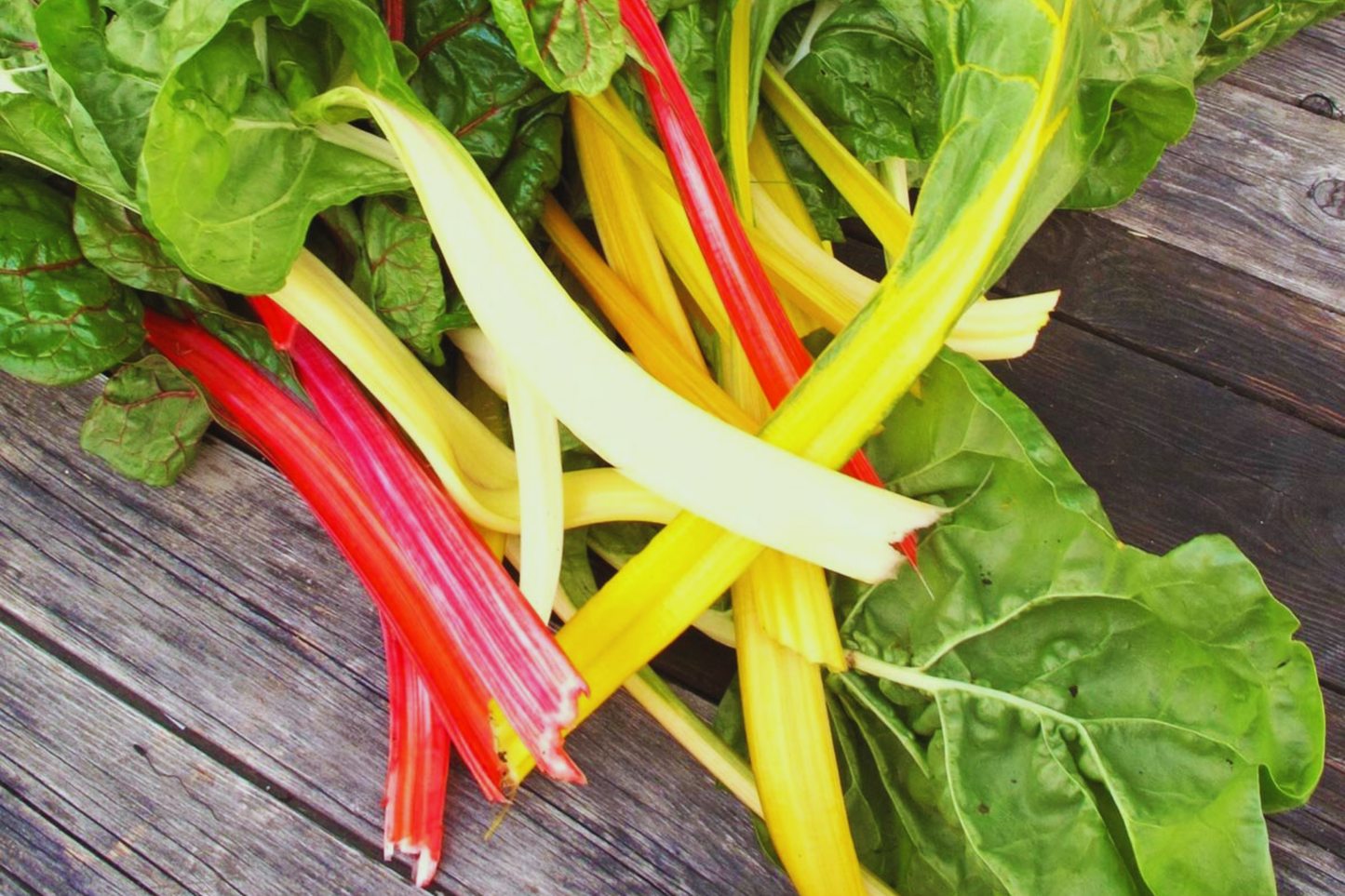 Rainbow Mixture Swiss Chard Seeds | Bright Lights, Non-GMO, Colorful Stems & Leaves, Beta vulgaris subsp. vulgaris
