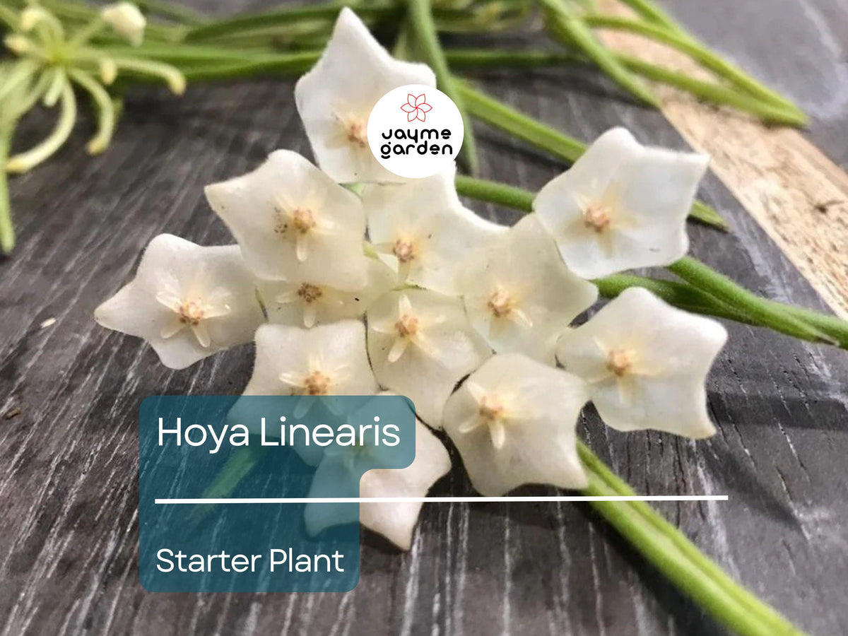 Hoya Linearis Starter Plant in 2 Inch Pot | Wax Plant Vine | Easy-Care Indoor/Outdoor Houseplant | Low Light, Green Foliage