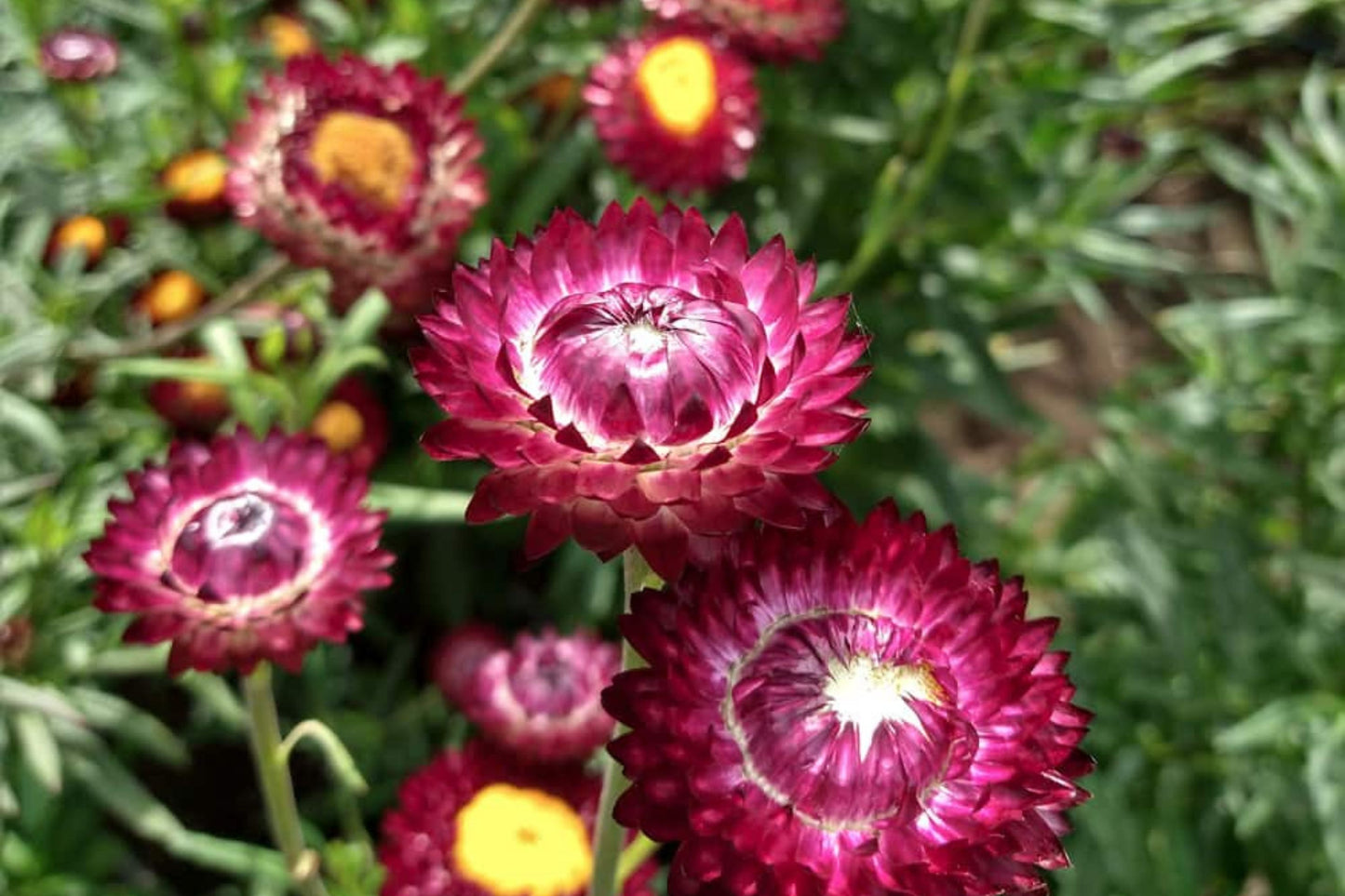 Purple Red Strawflower Seeds, Helichrysum bracteatum, Dried & Cut Flowers, Everlasting Blooms, Full Sun, USDA Zones 2-10