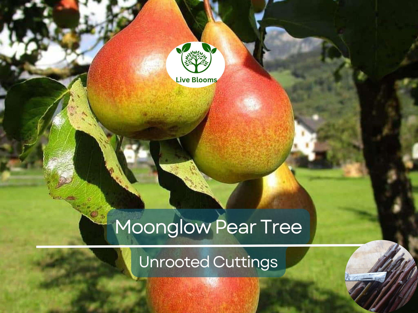 3 Moonglow Pear Tree Scions 10-12 Inches for Grafting & Rooting – Sweet Edible Pyrus communis Fruit Tree