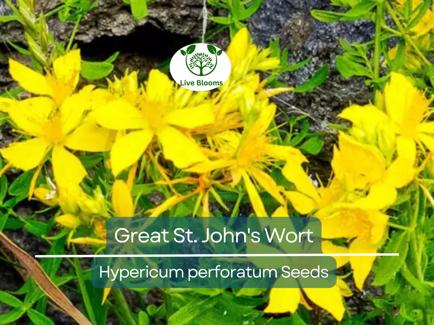 1000 Seeds Great St. John's Wort Hypericum Perforatum - Non-GMO Perennial Herb with Yellow Blooms
