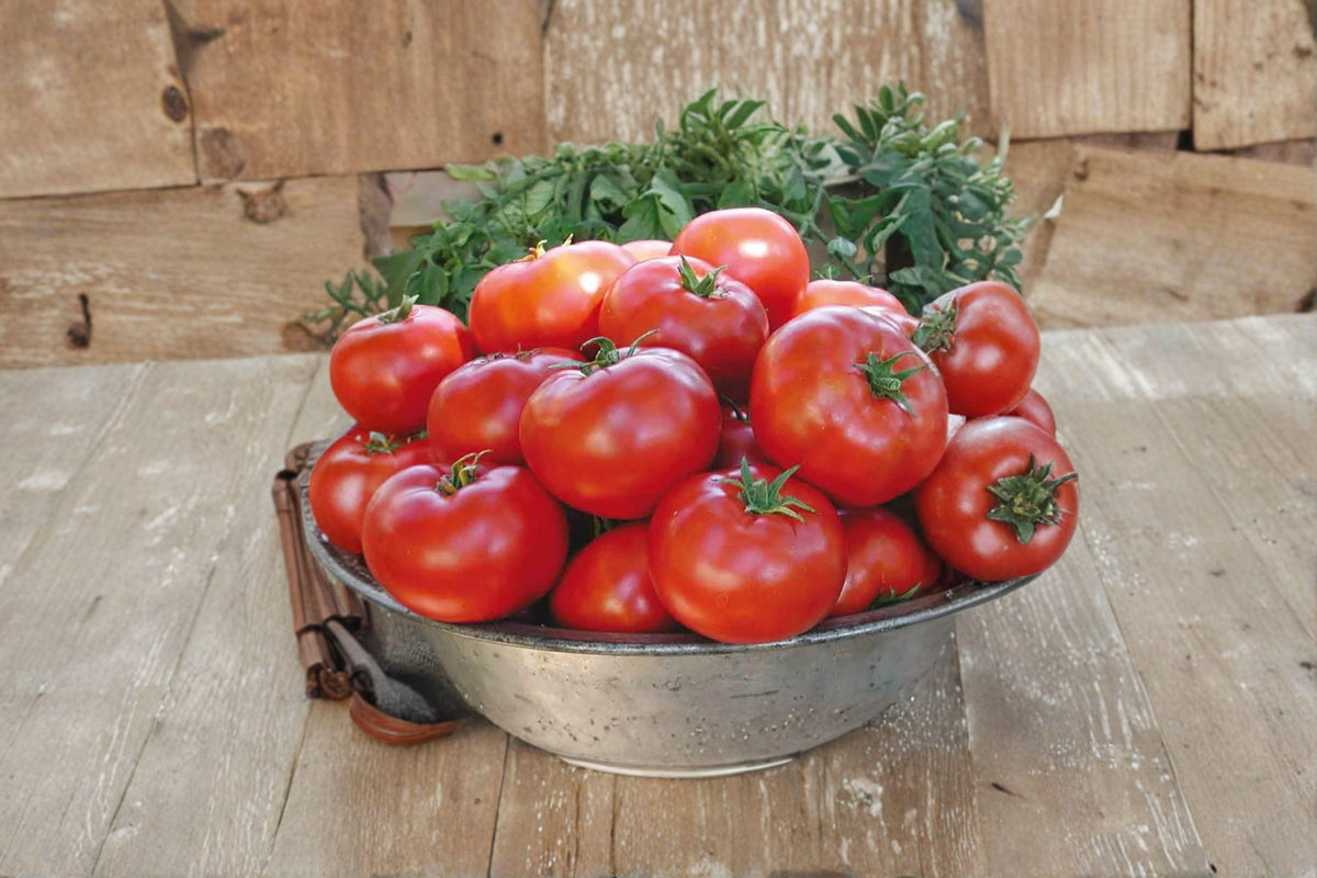Legend Tomato Seeds - 30 Count - Disease-Resistant, Excellent Flavor - Solanum lycopersicum - Perfect for Home Gardens