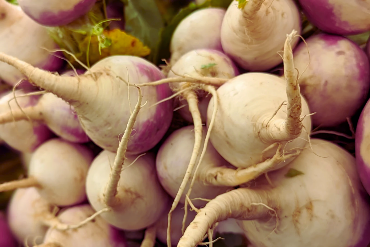 Purple Top White Globe Turnip Seeds - Vegetable Seeds Brassica rapa - Cool-Season Crop