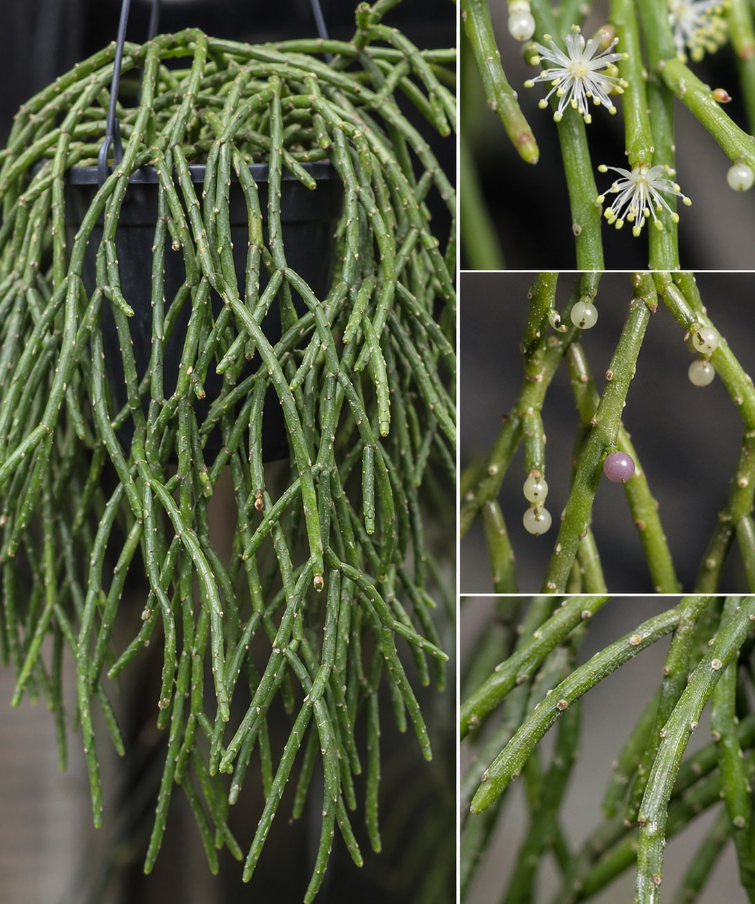 Rhipsalis aff. goebeleana Cuttings - 5 Pack Orchid Cactus with White Blooms - Trailing Indoor Plant