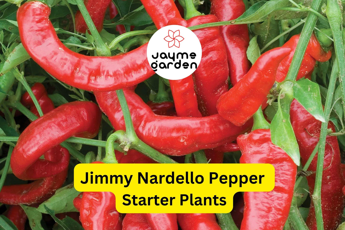 3 Jimmy Nardello Pepper Starter Plants - Sweet Italian Frying Pepper - Capsicum annuum - High Yield for Gardens & Containers