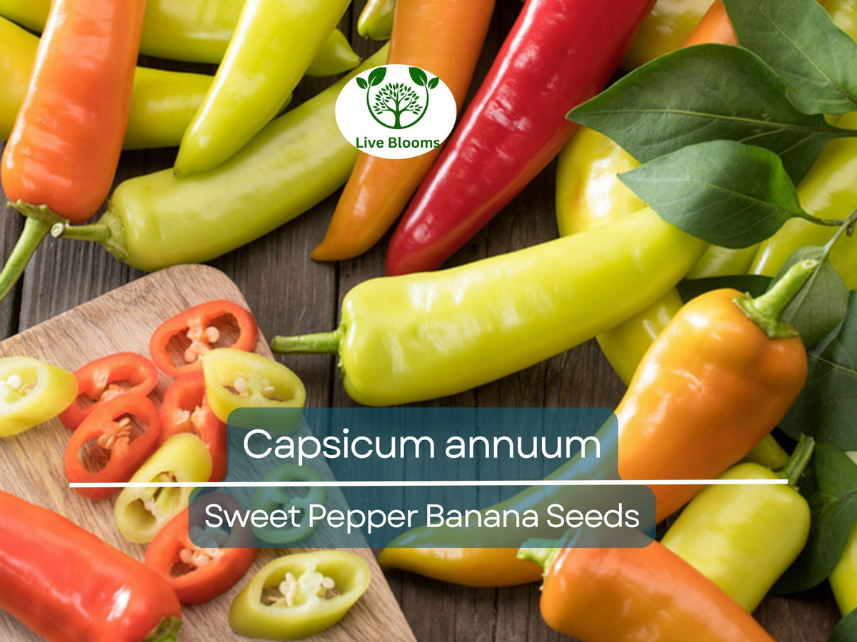 Sweet Pepper Seeds 30 Count - Mild Banana Pepper (Capsicum annuum) - Fruity Yellow Peppers for Salads, Salsas & Pickling