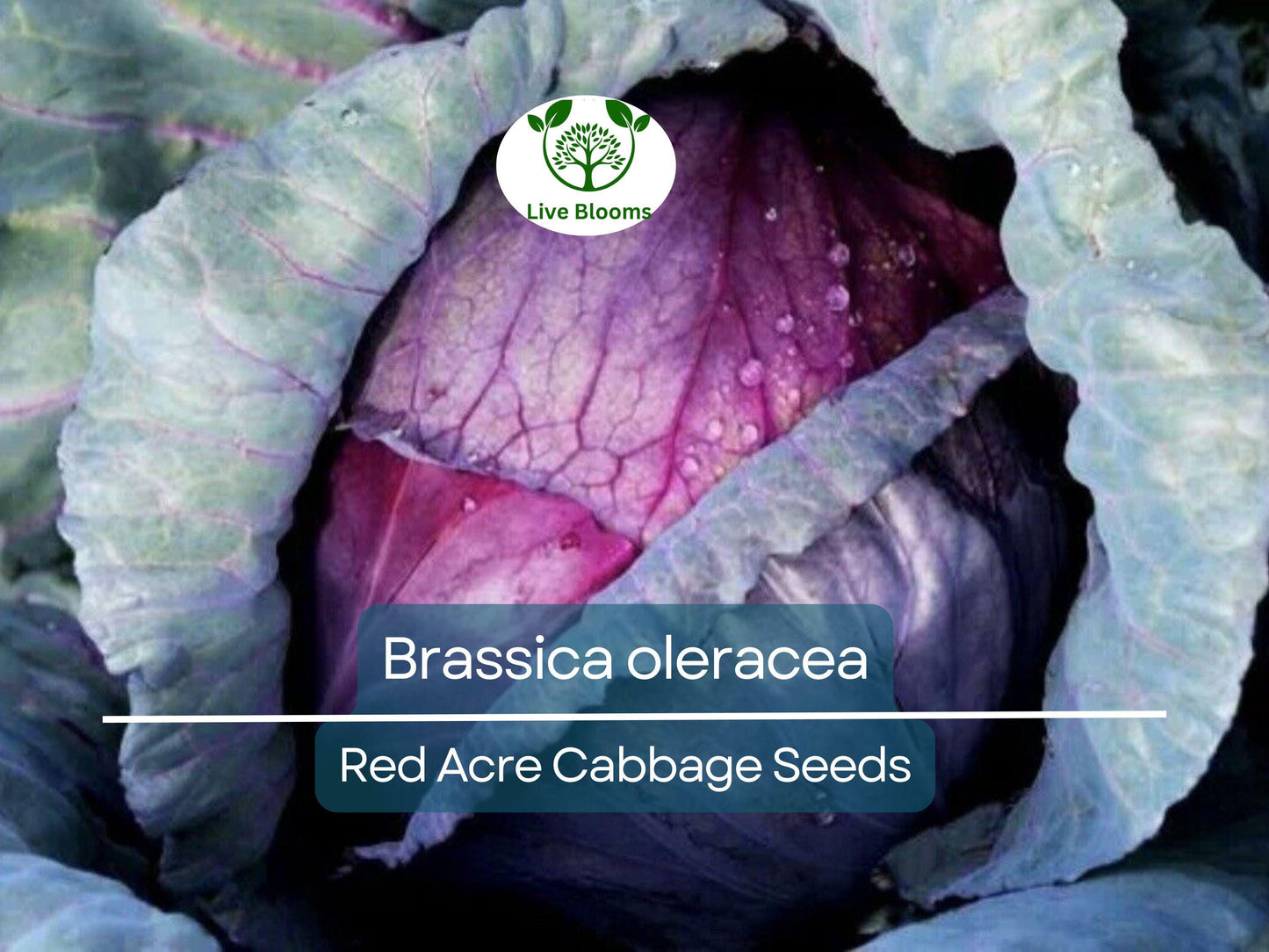 250 Seeds Red Acre Cabbage - Heirloom Brassica oleracea for Home Gardening & Fresh Harvest