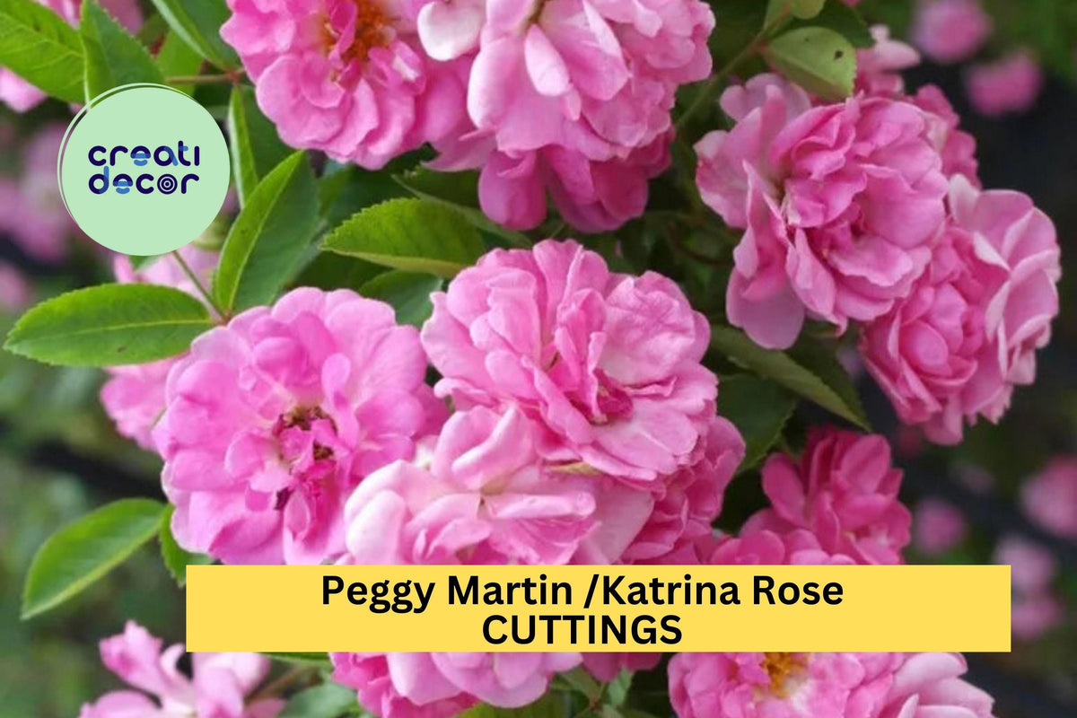 5 Peggy Martin Climbing Rose Cuttings - Thornless Pink Heirloom (Rosa ‘Peggy Martin’) - Easy to Grow Unrooted Stems for Trellises
