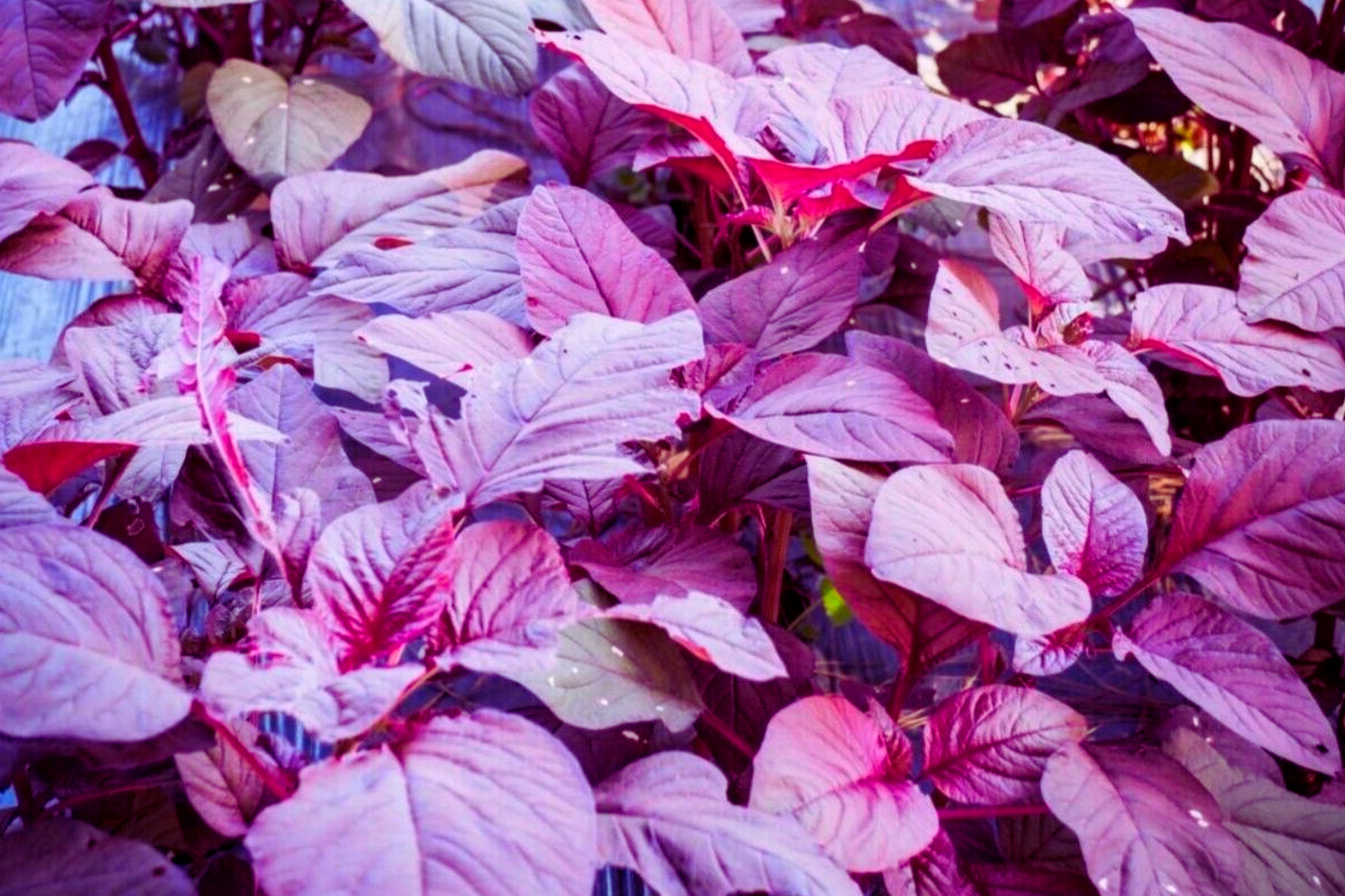 Red Amaranth Seeds | Edible Amaranth Stripe Leaf | Chinese Spinach Amaranthus tricolor