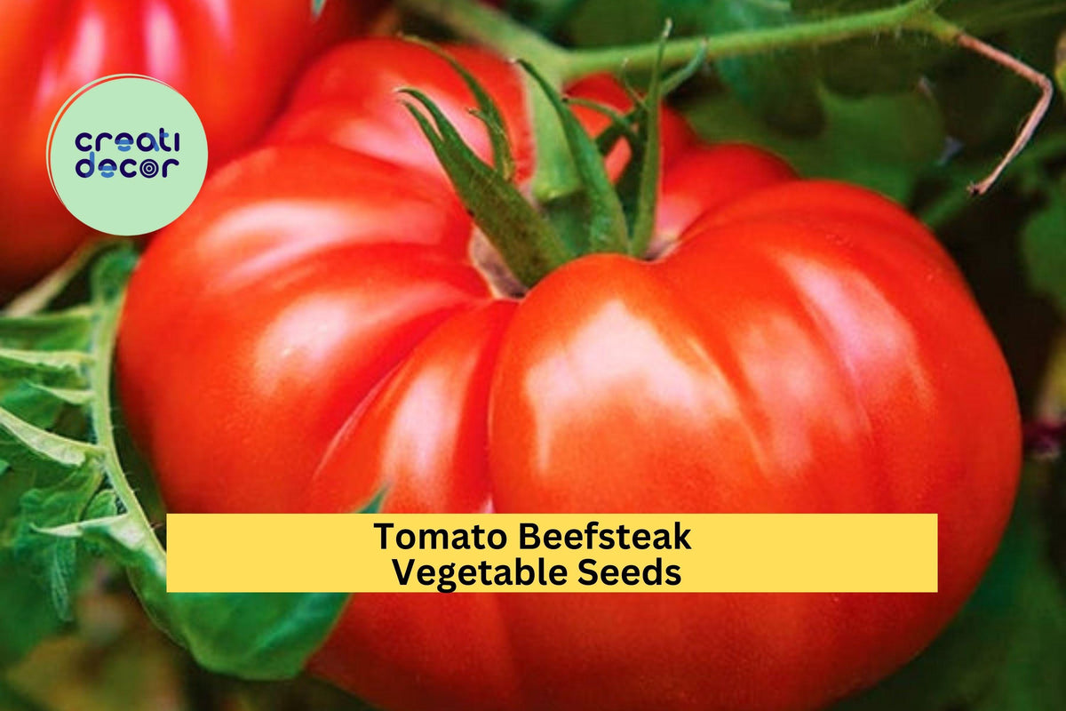 Beefsteak Tomato Seeds 300mg - Juicy Giant Slicer Variety for Burgers & Salads - Solanum lycopersicum - 3 Pack