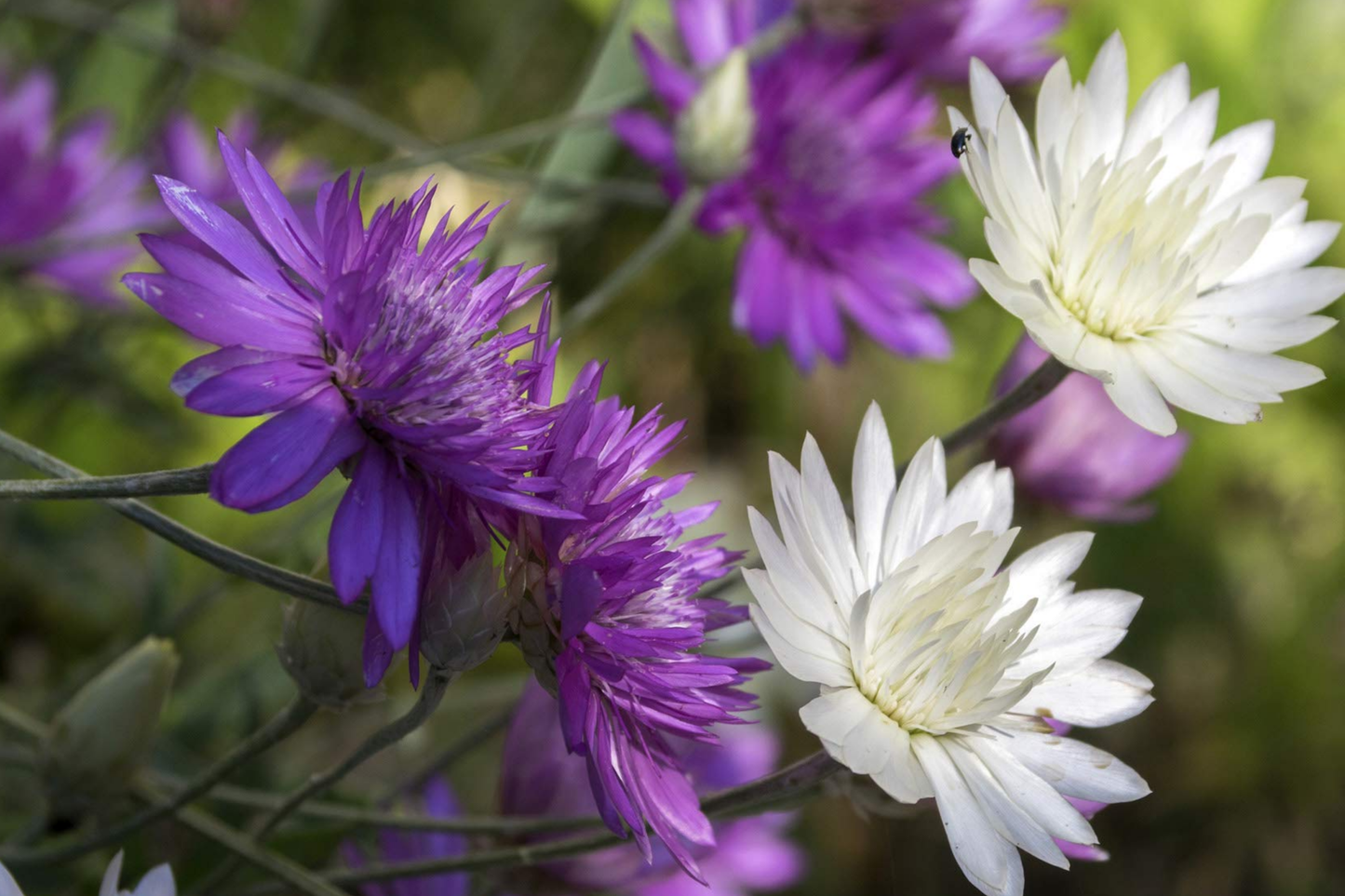 Everlasting Flower Seeds - Xeranthemum Annuum Double Mix | Drought-Tolerant Colorful Blooms