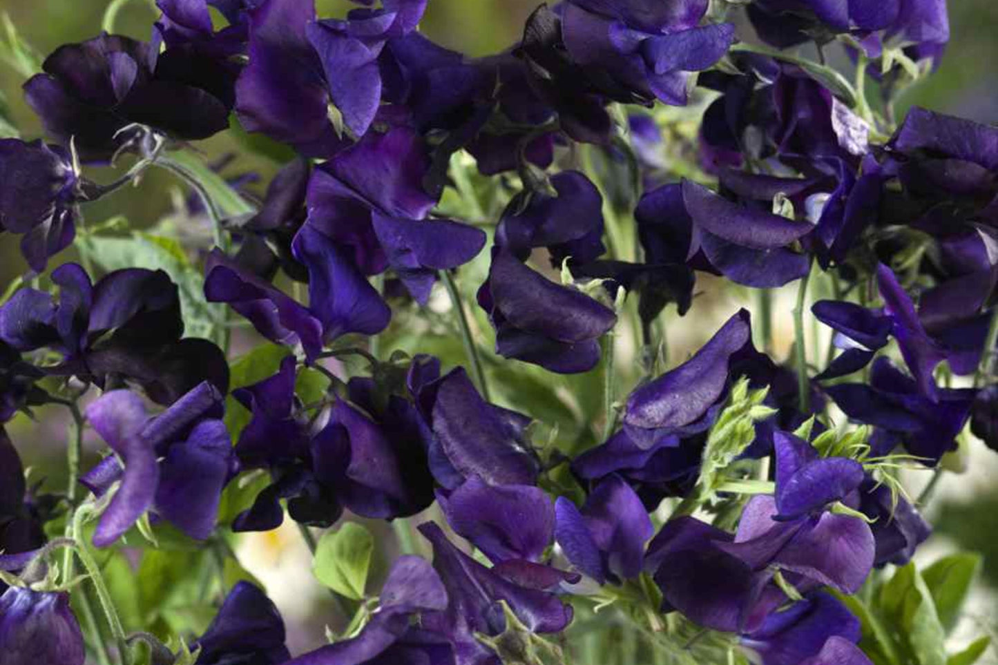 Royal Navy Blue Sweet Pea Seeds | Fragrant Purple/Blue Blooms | Climbing Vines & Pollinator Attractant | Non-GMO Lathyrus odoratus