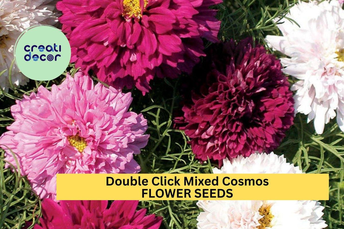 200+ Double Click Mixed Cosmos Seeds – Frilly Double Blooms in Pink, White & Rose for Cottage Gardens