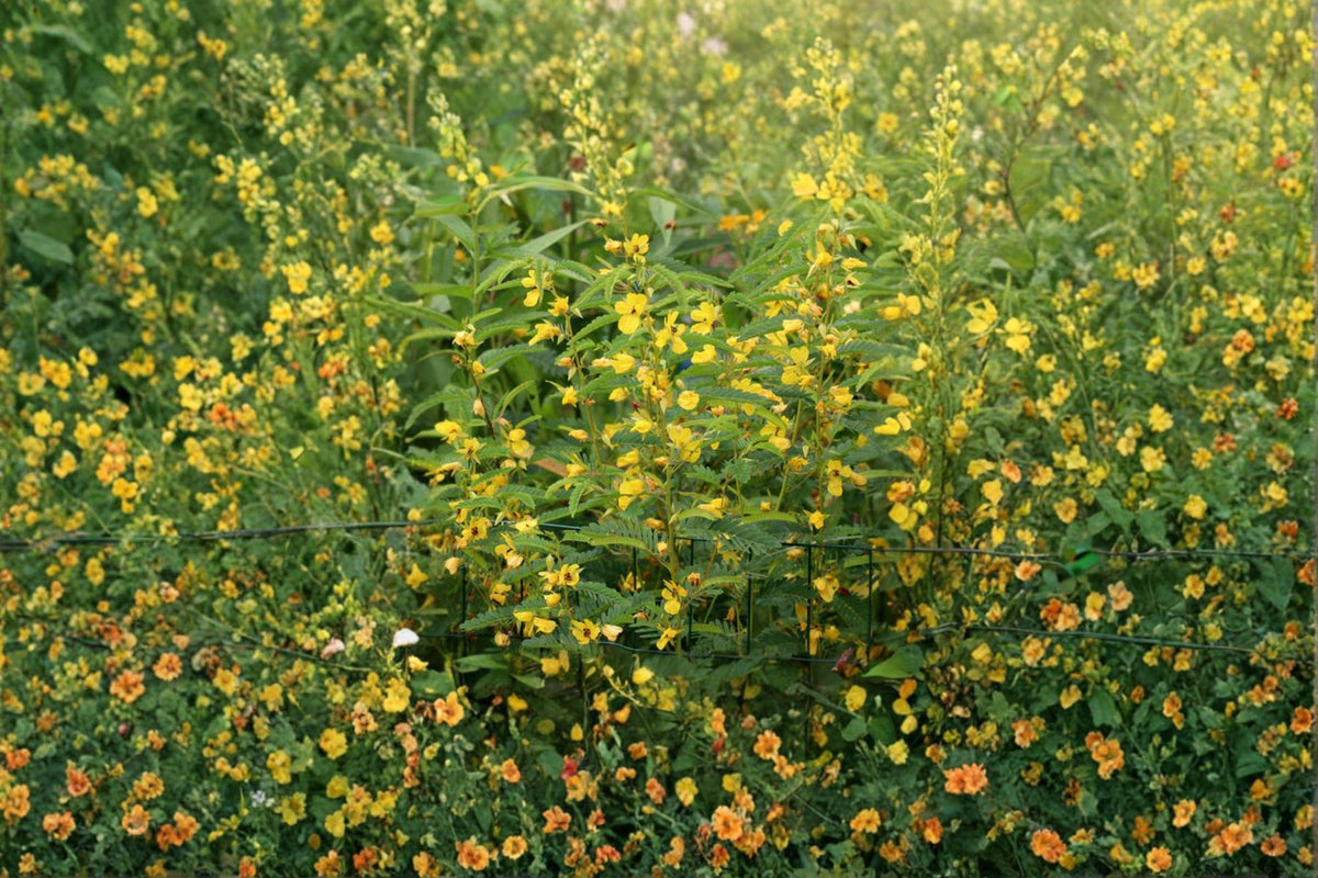 Partridge Pea Seeds | 100 Seeds | Native Wildflower | Pollinator Friendly | Chamaecrista fasciculata | Bright Yellow Blooms
