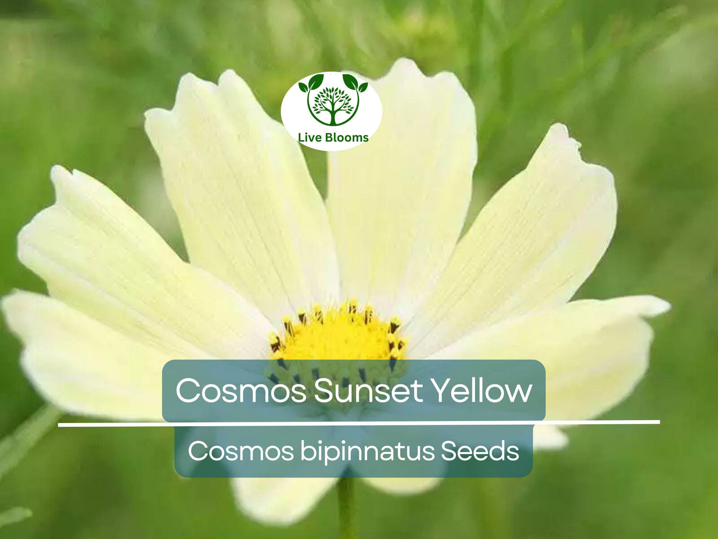 100 Seeds Cosmos Sunset Yellow – Non-GMO Bright Yellow Blooms for Gardens & Containers