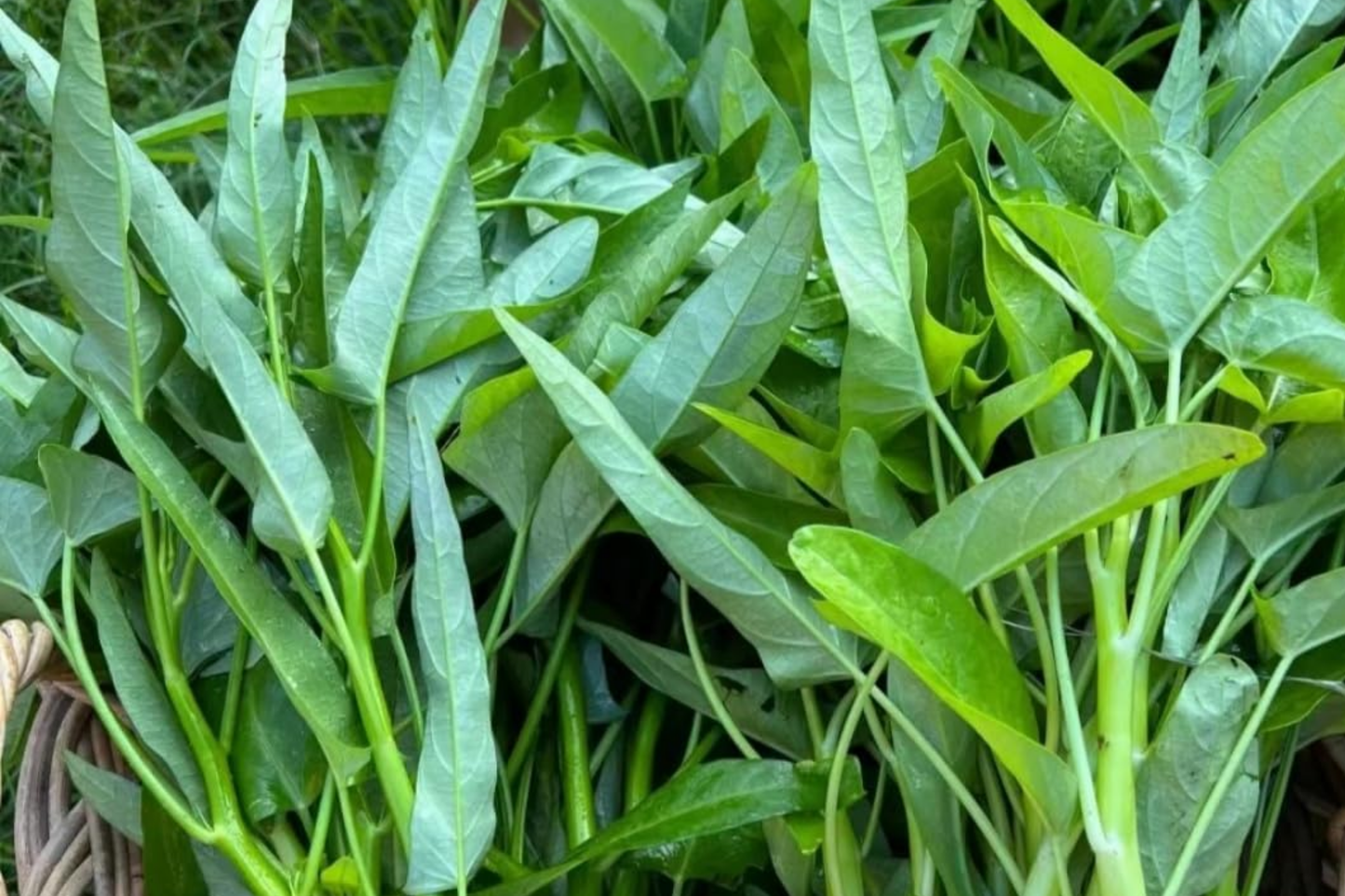 Thai Water Spinach Seeds - White Stem Ong Choy Kangkong Kong Xin Cai | Fast Growing Aquatic Vegetable