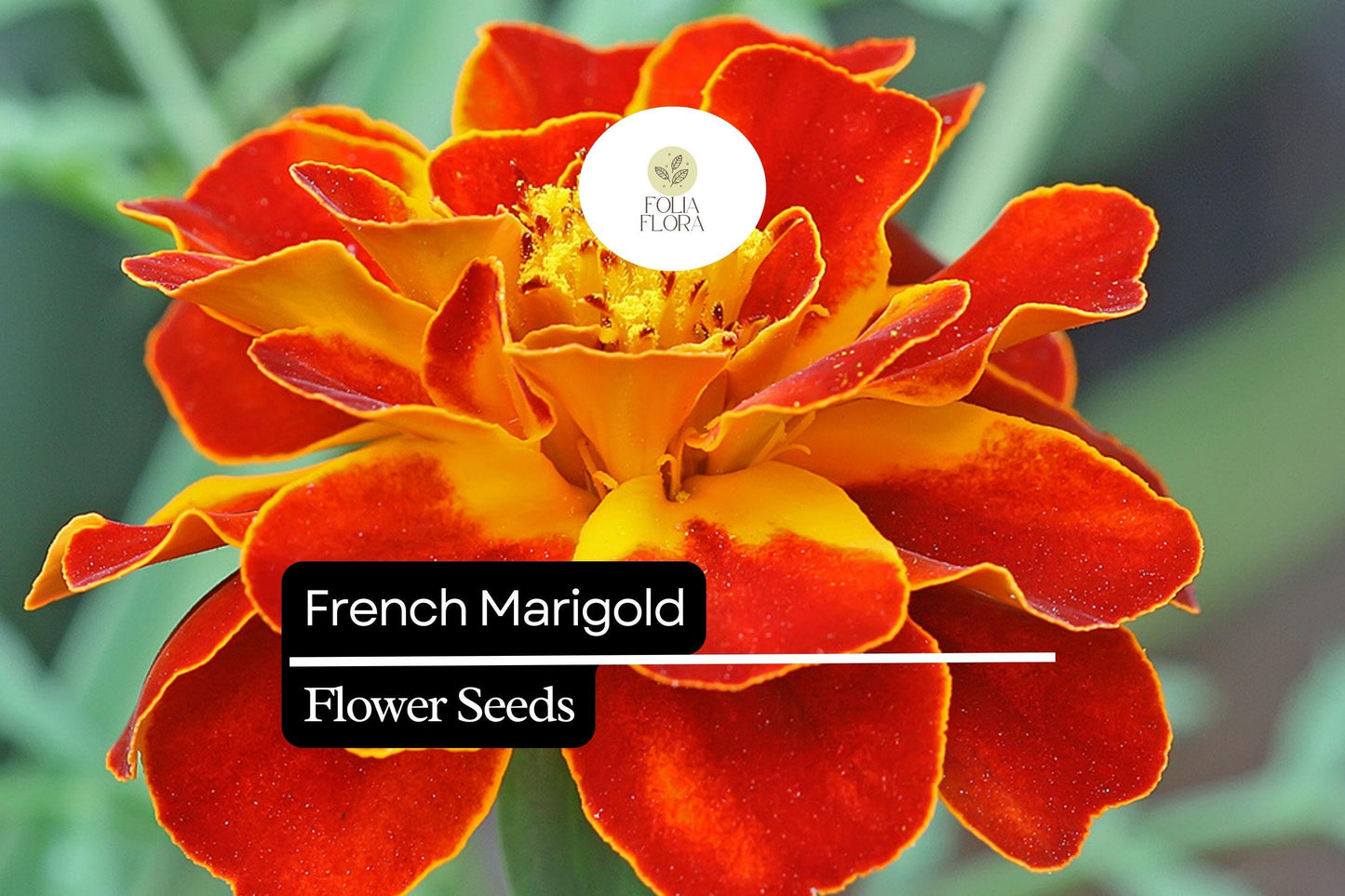 French Marigold Seeds (Tagetes patula) | 25 Seeds | Vibrant Red, Orange & Yellow Blooms for Gardens