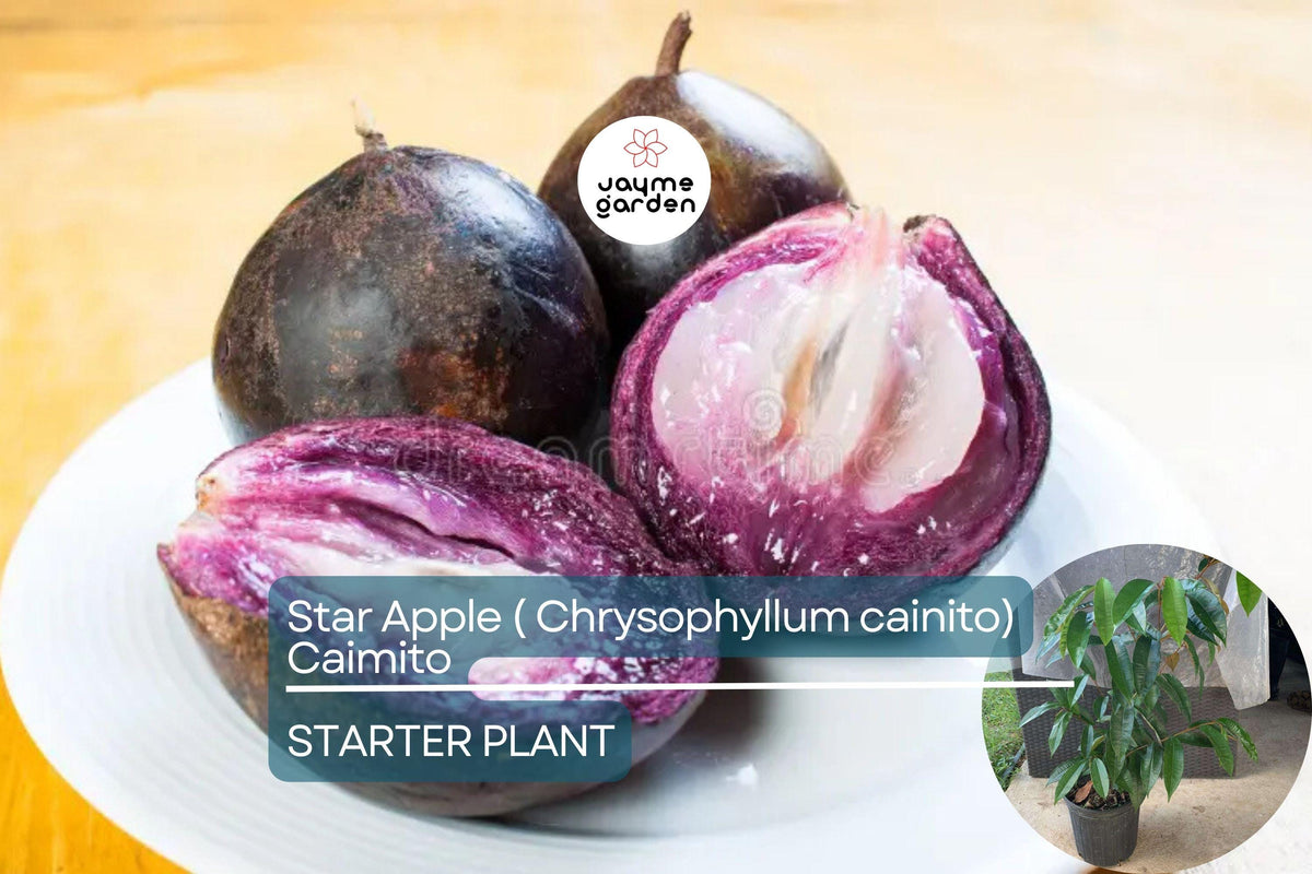 Star Apple Tree 1'-2' Tropical Fruit Tree Chrysophyllum cainito Sweet Starry Fruits Easy Care Evergreen Plant