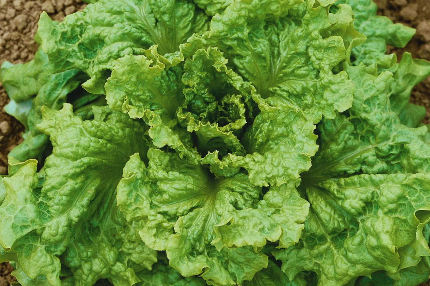 Black Seeded Simpson Lettuce Seeds | Non-GMO Leaf Lettuce | Lactuca sativa