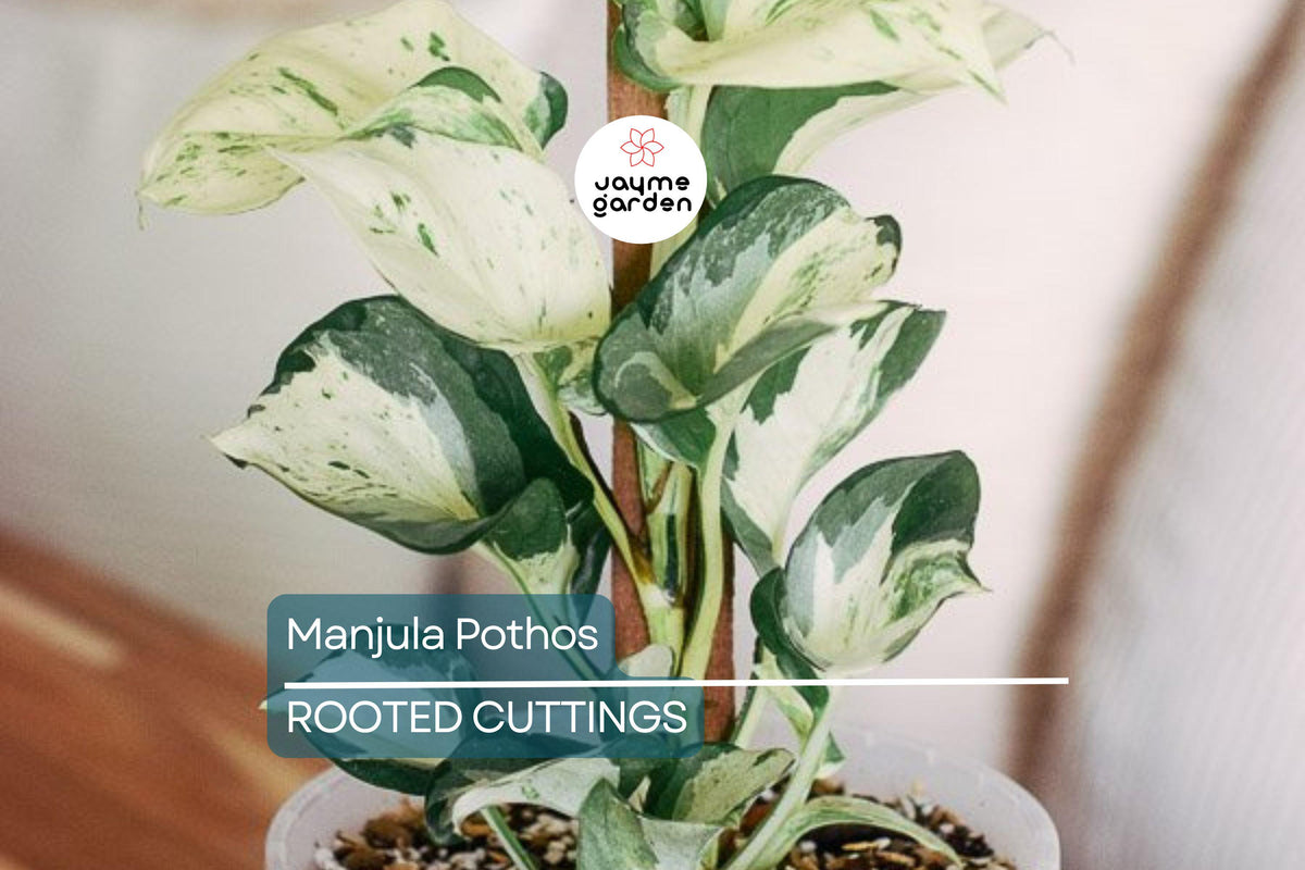 Rooted Manjula Pothos Cutting | Variegated Leaves | Easy Care Indoor Plant | Epipremnum aureum