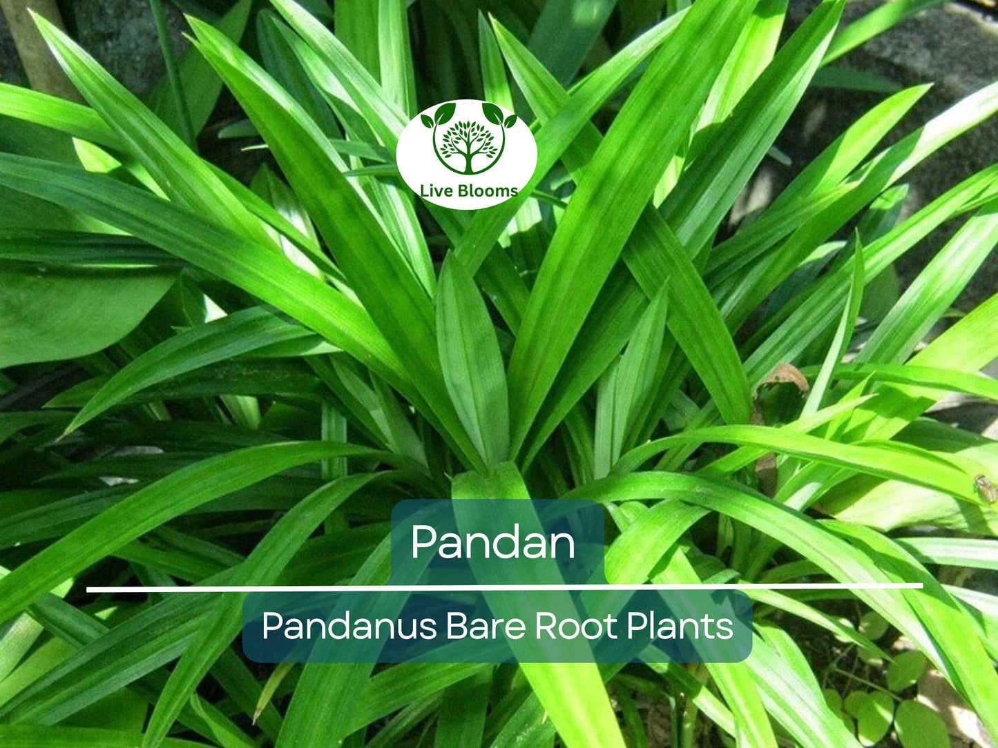 Live Pandan Plant 6-8” Bare Root – Aromatic Tropical Culinary Herb for Indoor & Outdoor Growing
