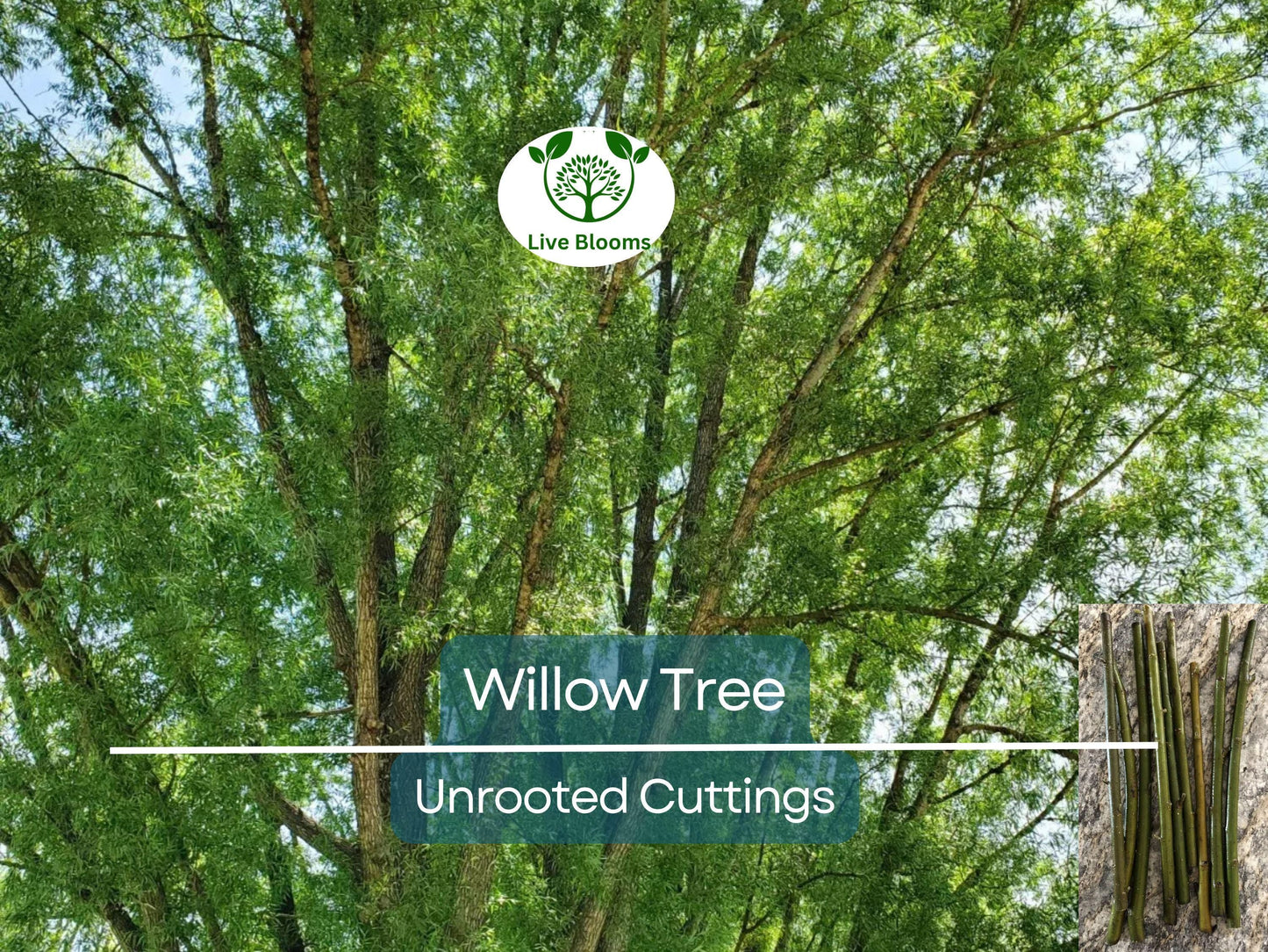 100 Austree Hybrid Willow Tree 8” Unrooted Cuttings – Easy to Root, Fast Growing Privacy Hedges