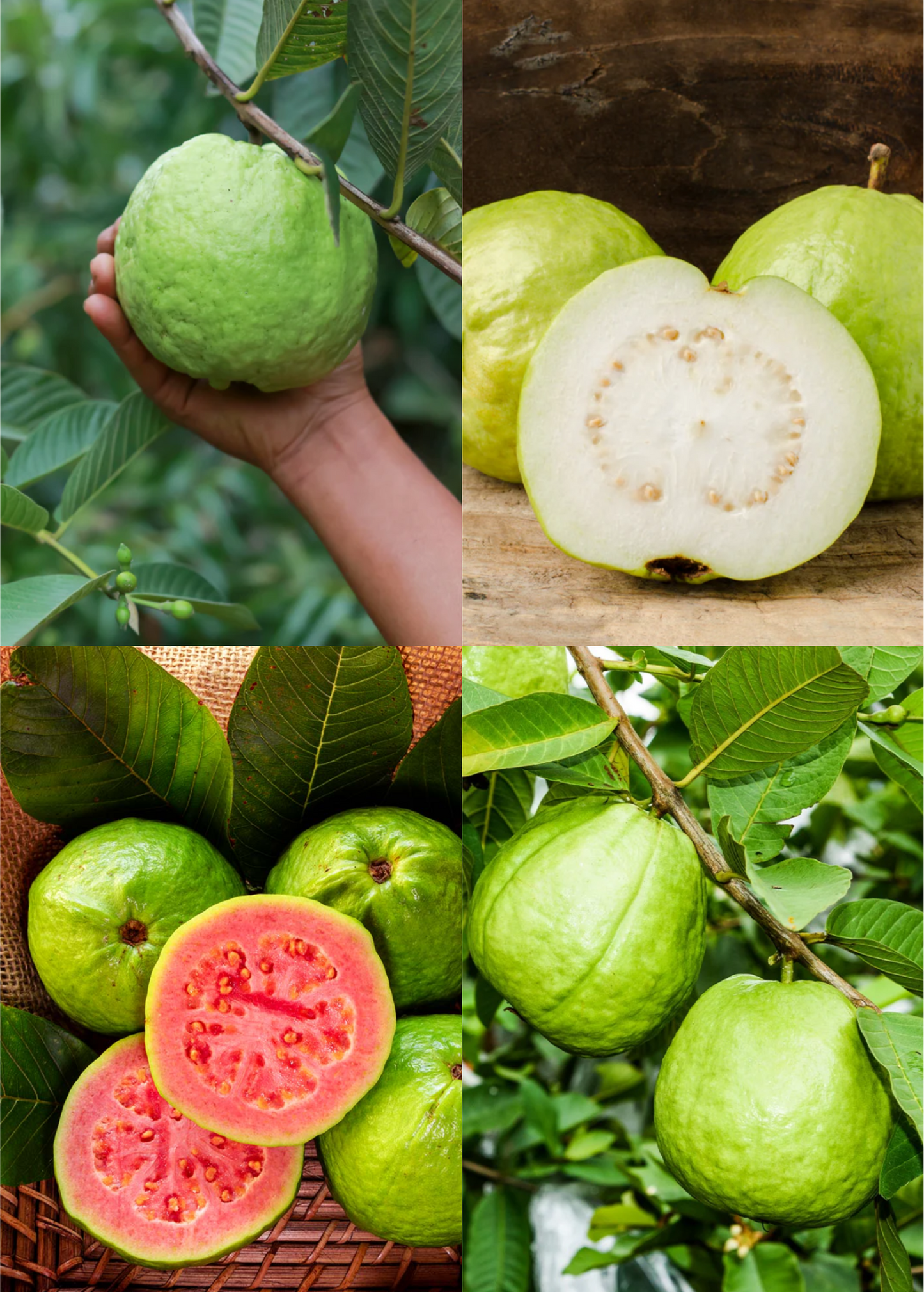 Guava Trees Bundle – 'Ruby Supreme' & 'Kilo' – Fruiting Tropical Guava Plants – Psidium guajava