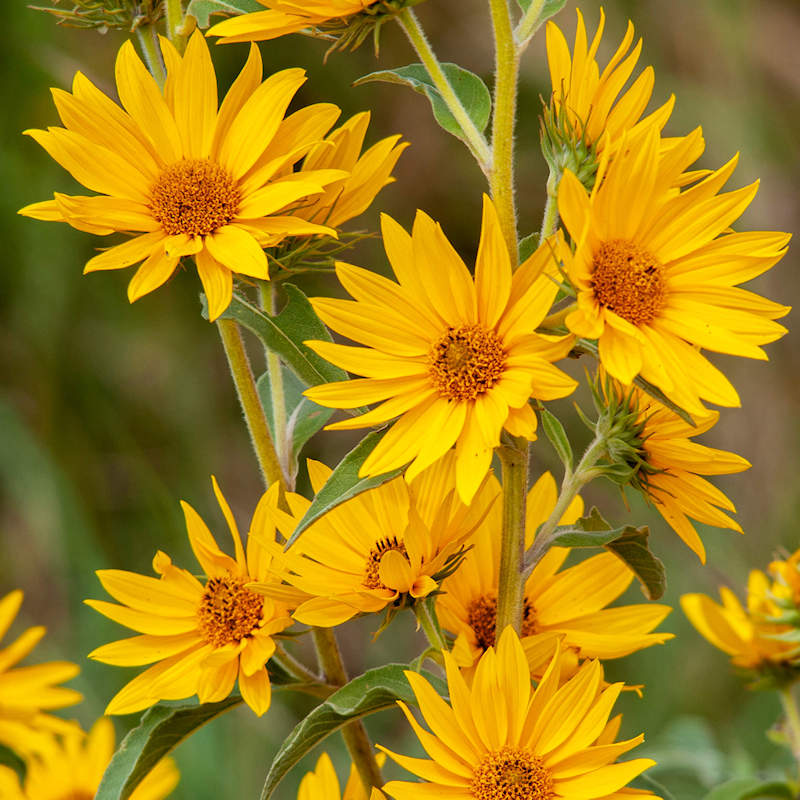 Maximilian Sunflower Seeds 50 Count Helianthus maximiliani Yellow Perennial Wildflower Pollinator Garden Plant