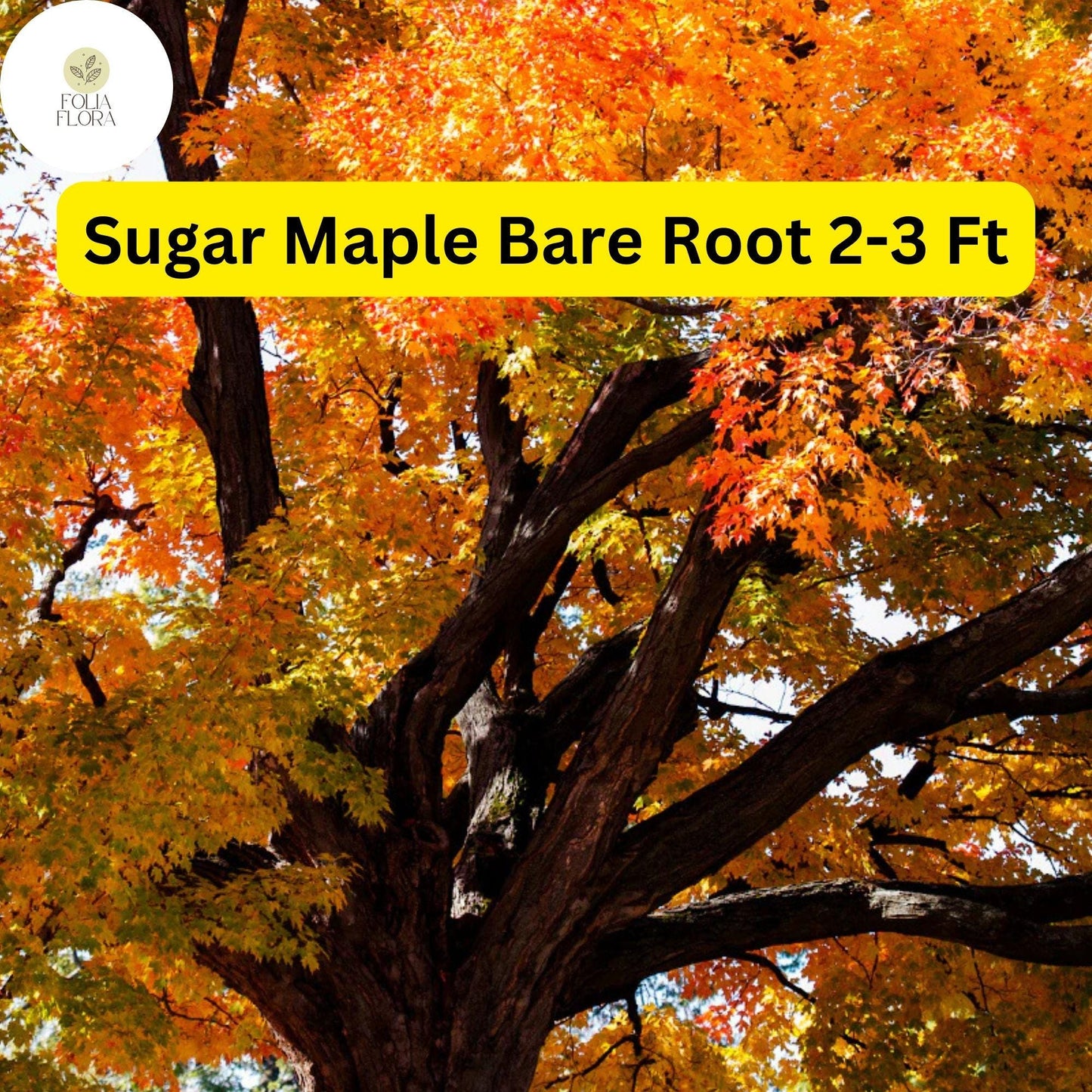 Sugar Maple Tree 2-3 Ft Tall Live Bare Root Acer saccharum Fast Growing Shade Tree