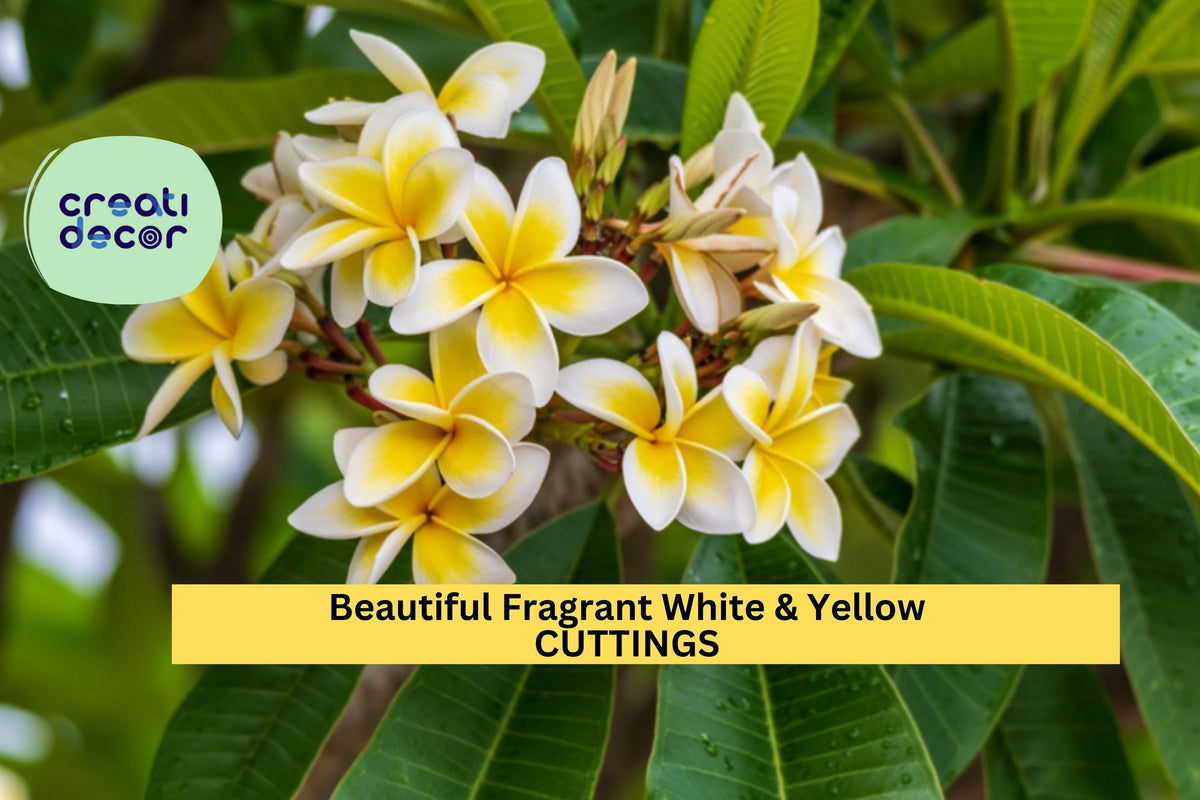 Fragrant White & Yellow Plumeria Cutting 10”+ | Tropical Flowering Plant Ready for Rooting