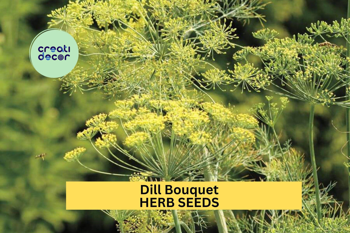 Dill Bouquet Seeds 3pcs 1g - Aromatic Herb for Cooking & Pickling - Anethum graveolens - Easy to Grow in Pots or Garden