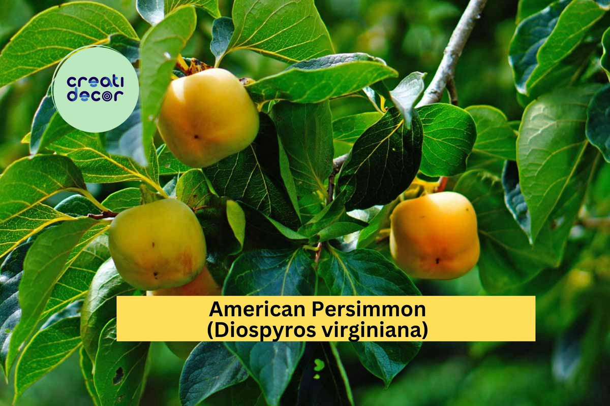 American Persimmon Trees Set of 3 | Native Diospyros virginiana Seedlings for Orchards & Gardens