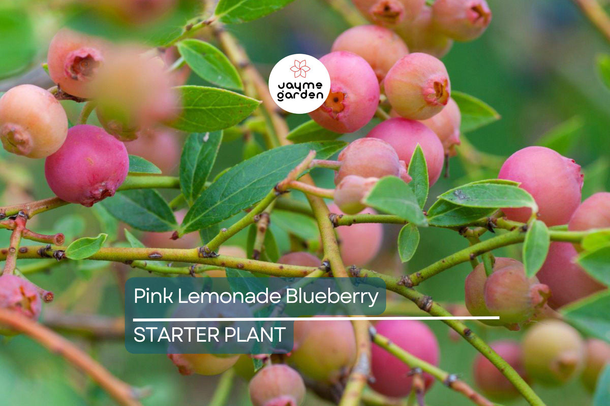 Pink Lemonade Blueberry Seedling | Edible Pink Berry Bush | Vaccinium ‘Pink Lemonade’ | Easy to Grow Starter Plant