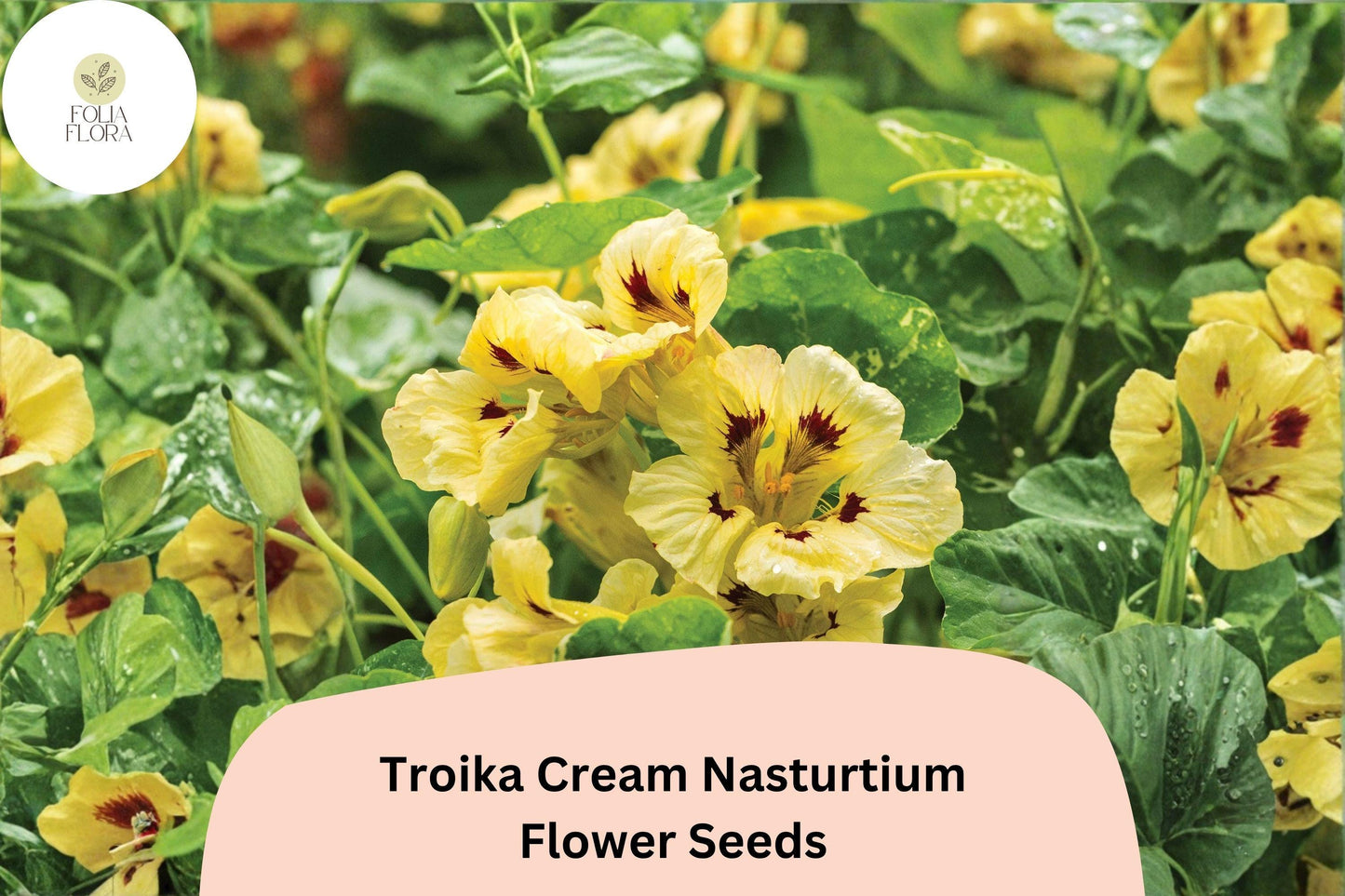 50+ Troika Cream Nasturtium Seeds | Trailing Annual with Creamy White Blooms | Tropaeolum majus