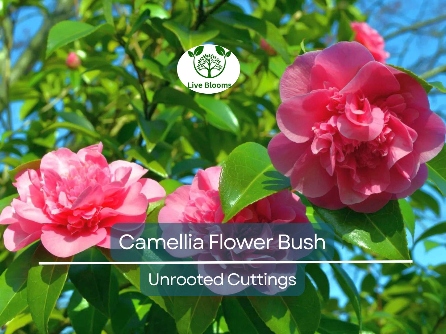5 Fresh Unrooted Camellia japonica Cuttings 6-8 Inches for Propagation - Hardy Flowering Shrubs
