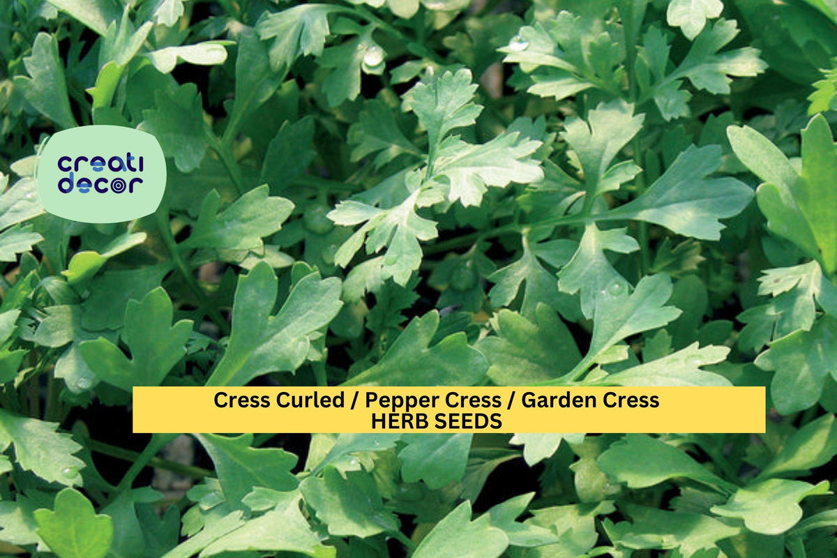 Curled Garden Cress Seeds 3pcs x 1g - Fast-Growing Peppery Greens for Indoor Trays or Outdoor Garden - Lepidium sativum
