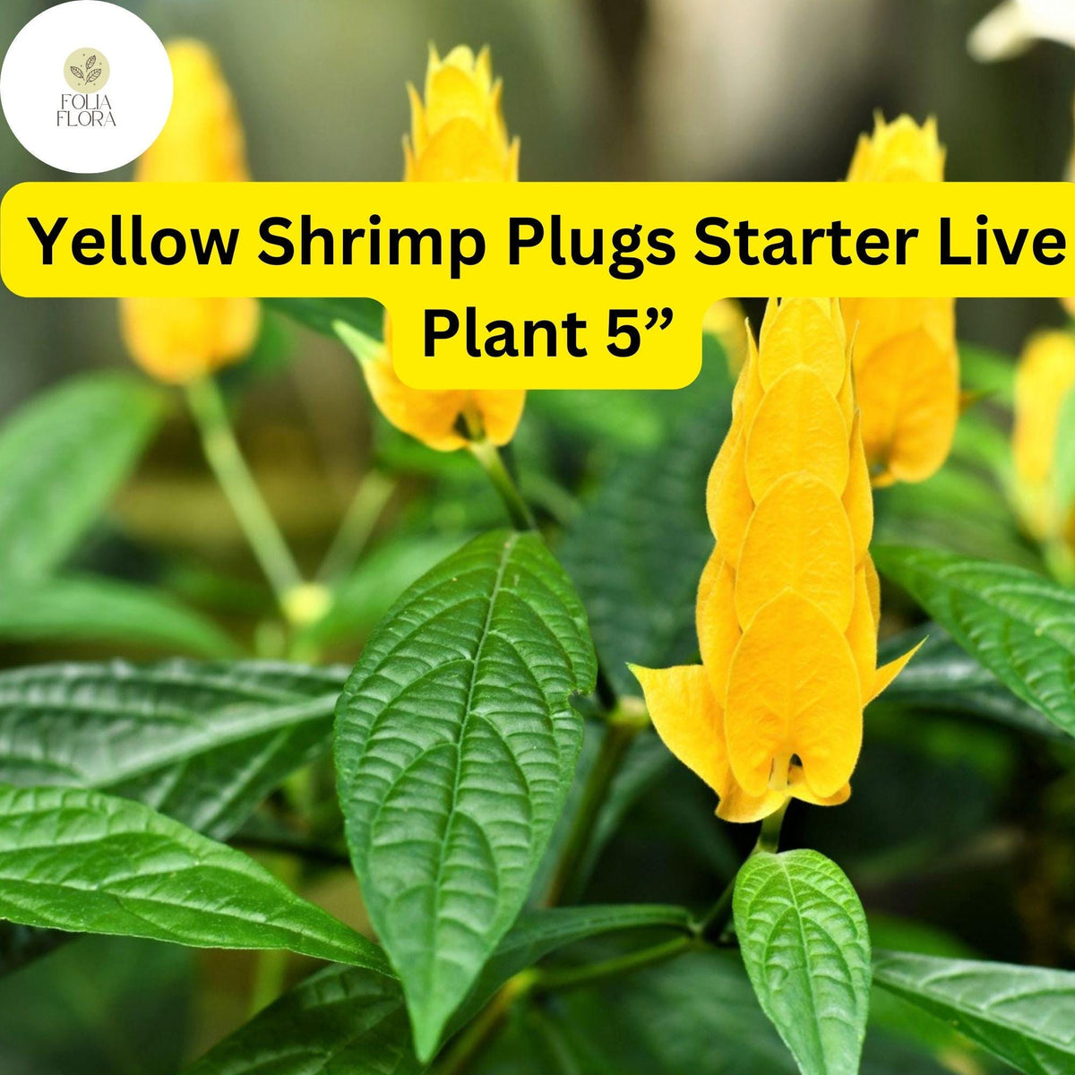 Yellow Shrimp Plant Starter Plug - 5" Live Plant with Bright Yellow Bracts & White Flowers (Justicia brandegeana, Pachystachys lutea)