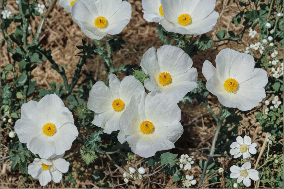 Prickly Poppy Seeds - 15 Pack - White Blooms - Argemone polyanthemos - Drought-Tolerant Wildflower for Pollinator Gardens