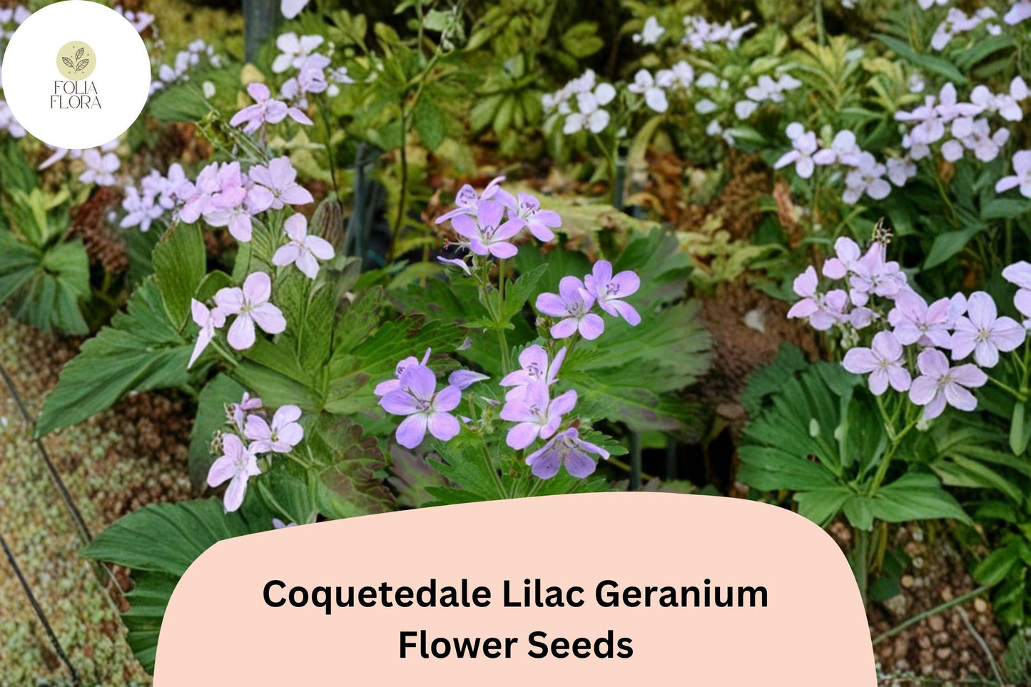 25+ Coquetedale Lilac Geranium Seeds | Hardy Purple Perennial for Garden Borders & Ground Cover