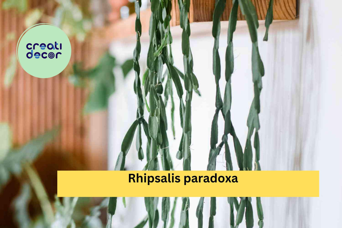 Rhipsalis paradoxa 3 Live Plant Cuttings | Trailing Epiphytic Cactus for Indoor Hanging Baskets