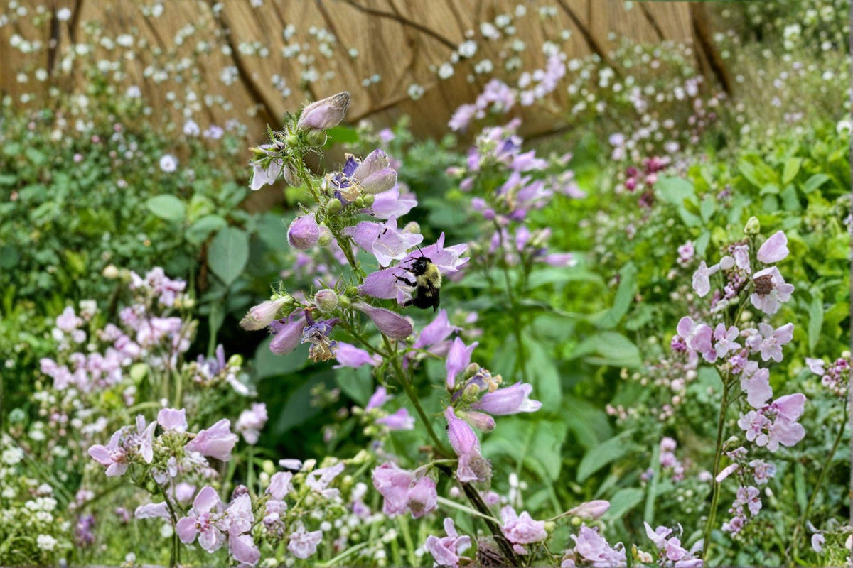 Calico Beardtongue Seeds | 100 Seeds | Native Wildflower for Pollinator Gardens | Penstemon calycosus
