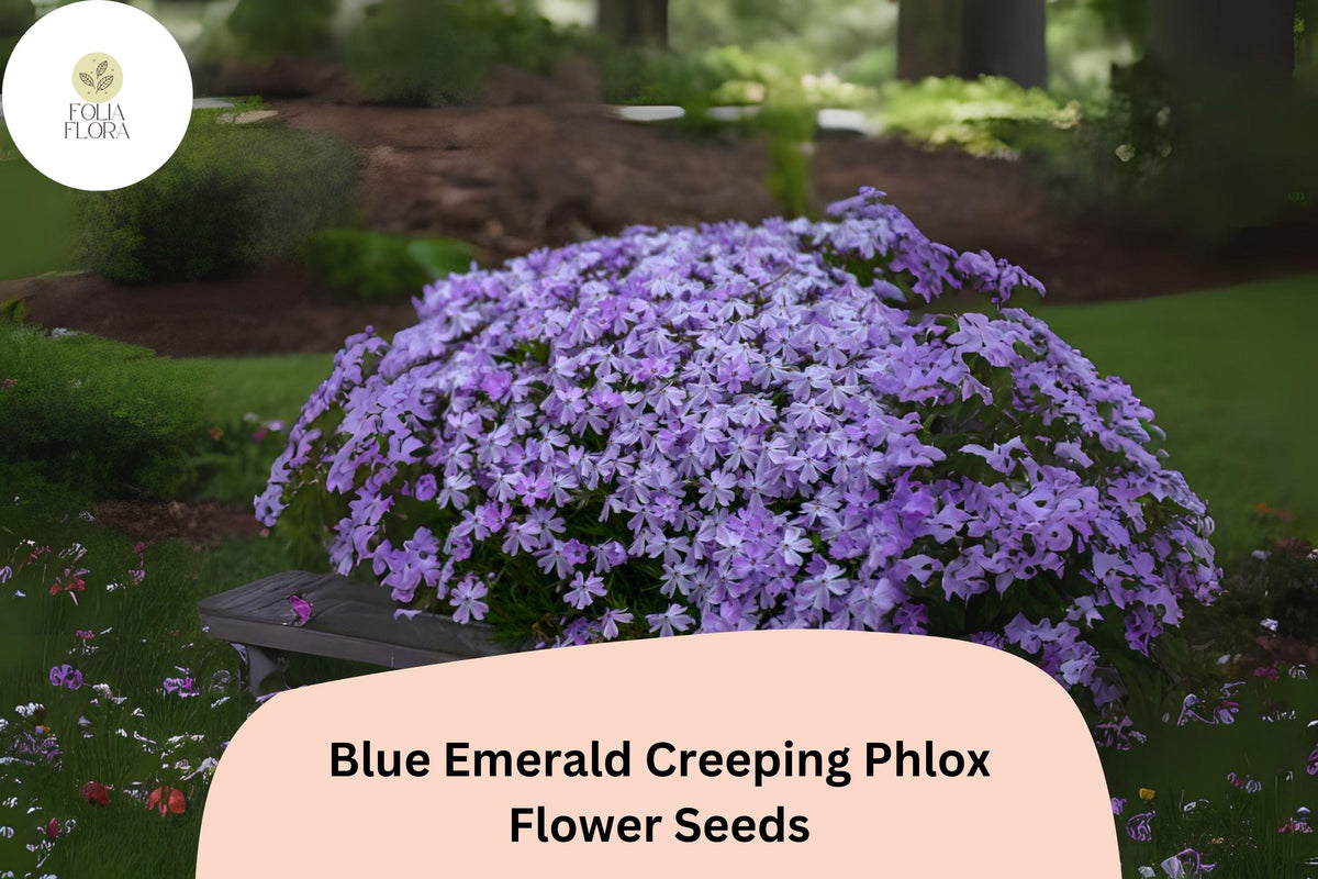 Creeping Phlox Seeds - 100+ Blue Emerald Ground Cover Perennial - Phlox subulata - Low-Maintenance Blue Flower Seeds