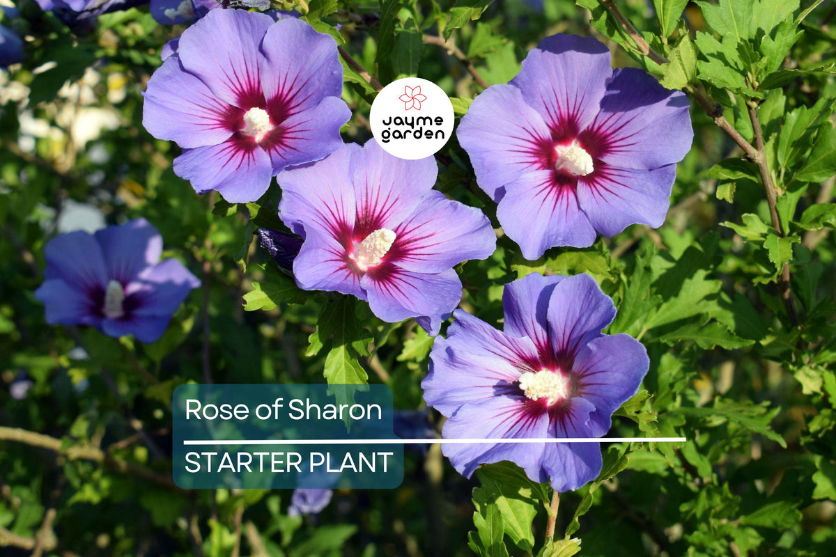 Rose of Sharon Seedlings | Flowering Hibiscus Bush | Low-Maintenance Ornamental Shrub | Hibiscus syriacus