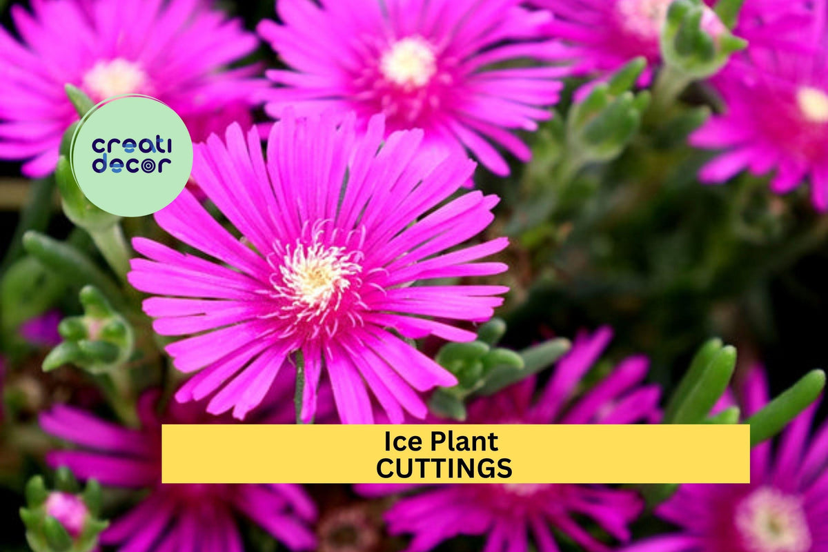 Magenta Ice Plant Cuttings (5) | Delosperma cooperi | Hardy Drought-Tolerant Succulent Ground Cover