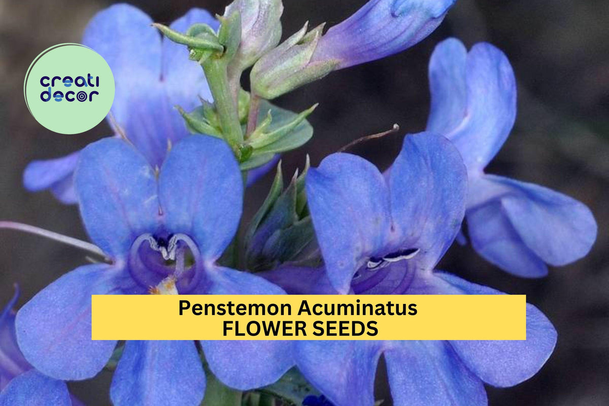 Penstemon acuminatus Seeds - 3 Packets of 100mg Blue Wildflower for Pollinator Gardens, Drought-Tolerant Native Perennial