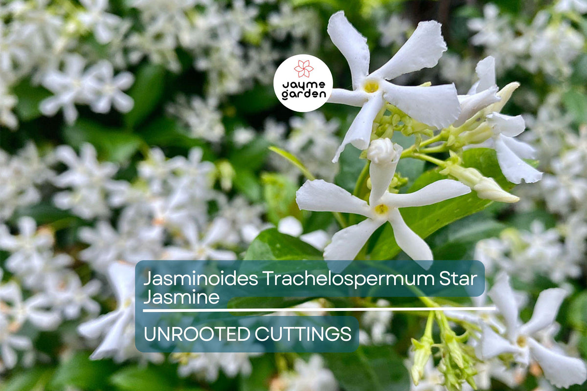 Star Jasmine Cuttings - 7 Live 6" Unrooted Cuttings with Fragrant White Blooms - Trachelospermum jasminoides, USDA Zones 8-10