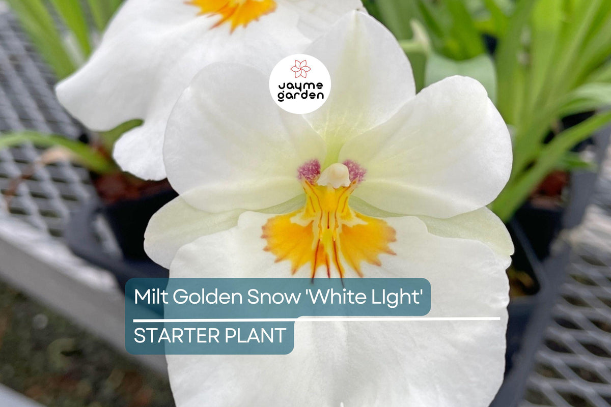 Milt Golden Snow Orchid Seedling | 3" Pot | Elegant White Blooms | Miltoniopsis | Indoor & Outdoor Sub-Tropical Plant