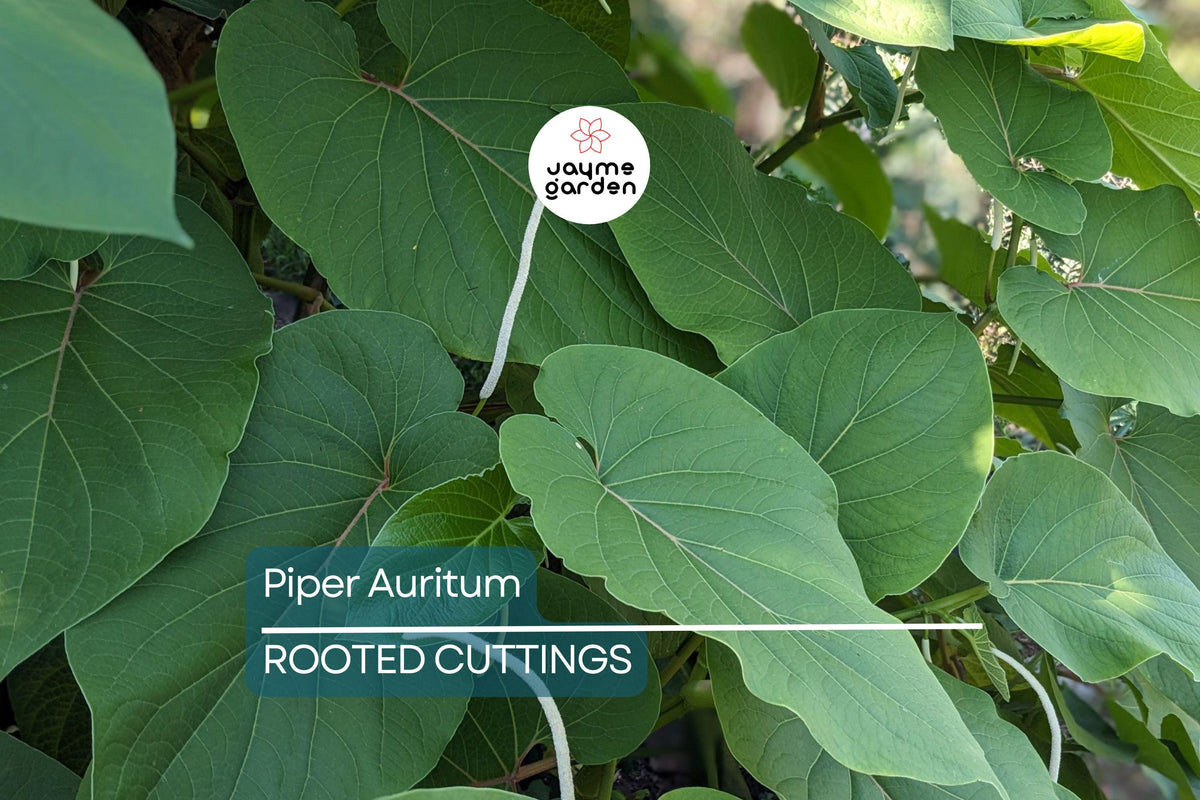 2 Live Piper Auritum Root Beer Plants - Hoja Santa - Edible Mexican Pepperleaf - Aromatic Culinary Herb - Tropical Ornamental Plant