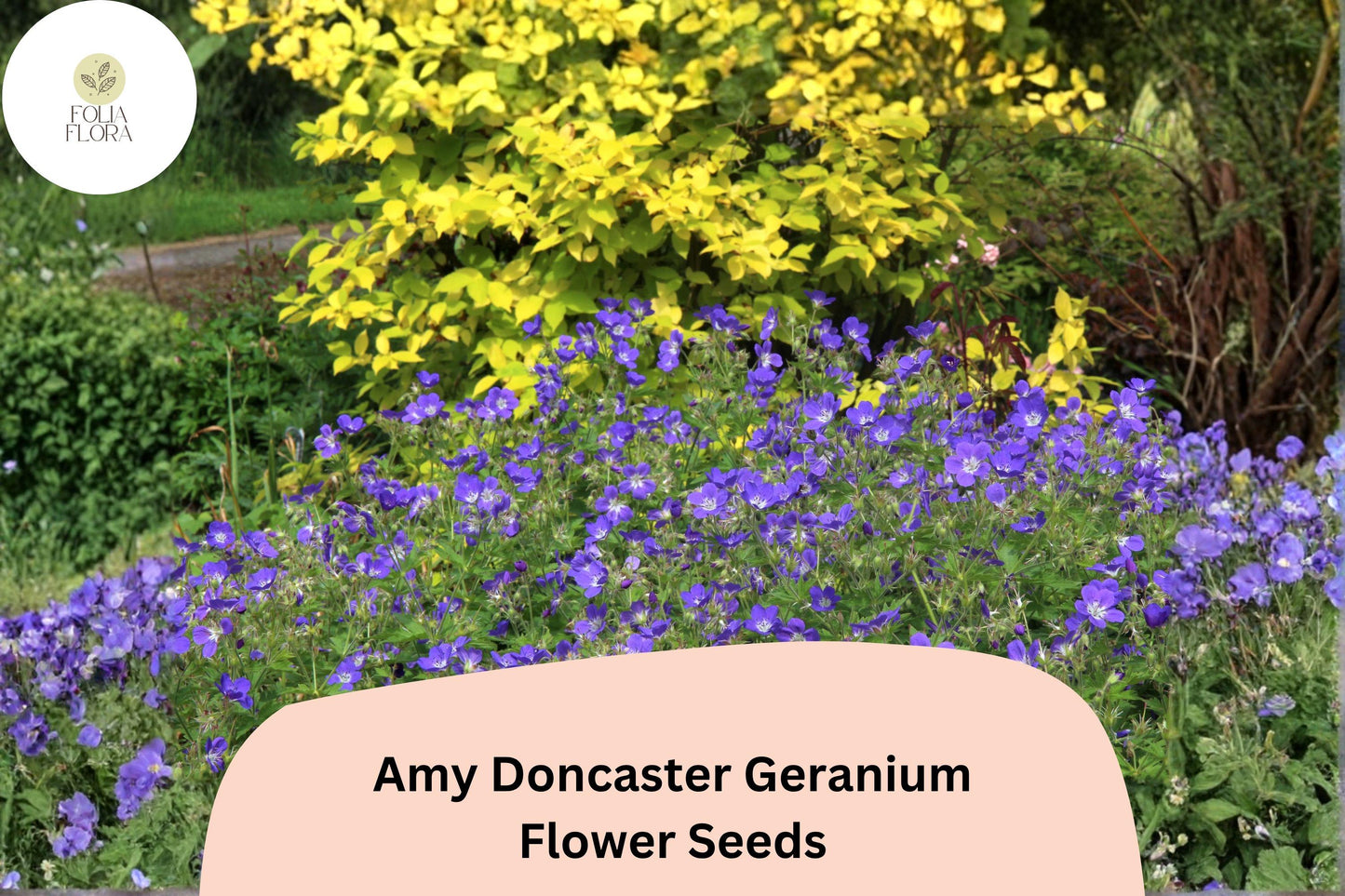 25+ Amy Doncaster Geranium Seeds | Hardy Perennial Purple Cranesbill for Garden Borders